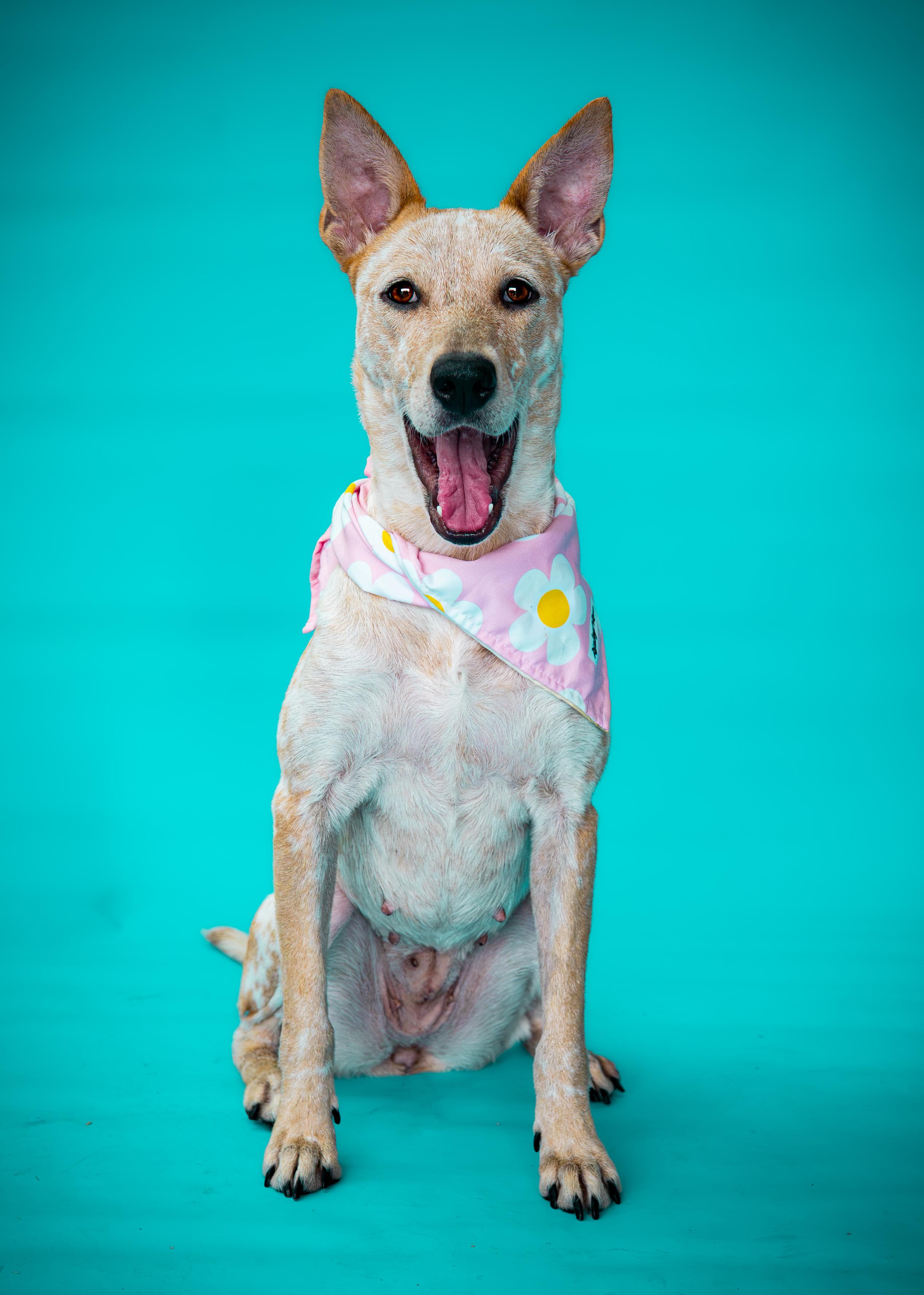 Enlarge Chili, a Adoptable Australian Cattle Dog / Blue Heeler in Waxahachie, TX image 5/6