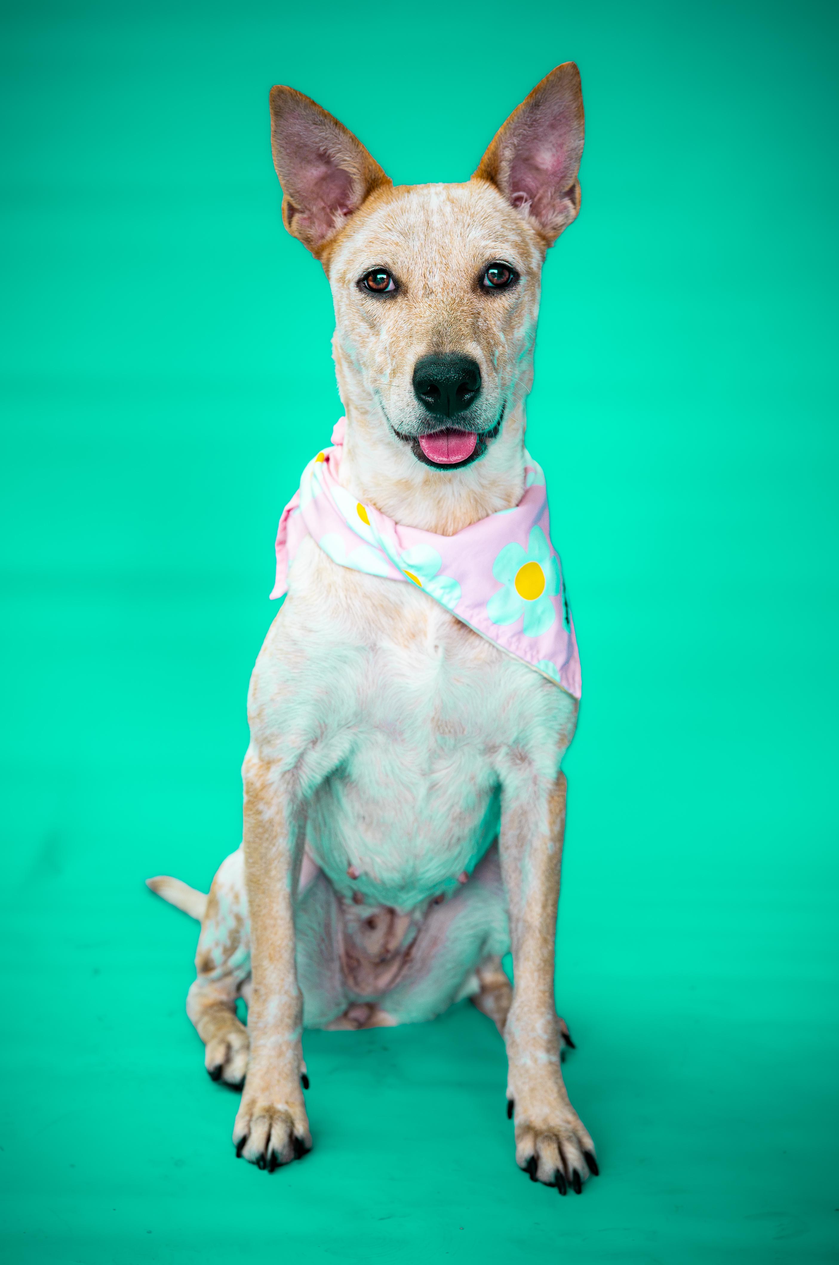 Enlarge Chili, a Adoptable Australian Cattle Dog / Blue Heeler in Waxahachie, TX image 2/6