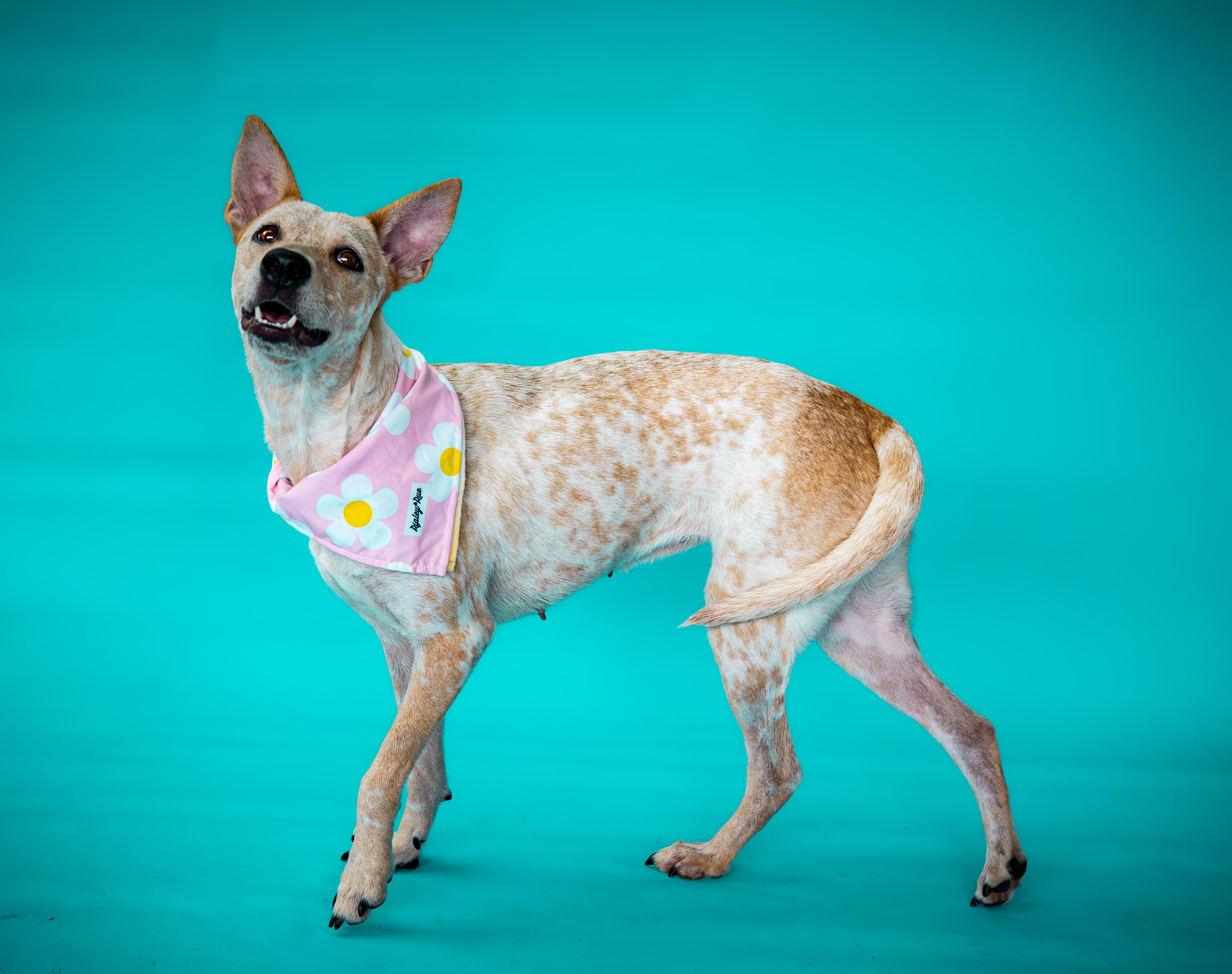 Enlarge Chili, a Adoptable Australian Cattle Dog / Blue Heeler in Waxahachie, TX image 6/6