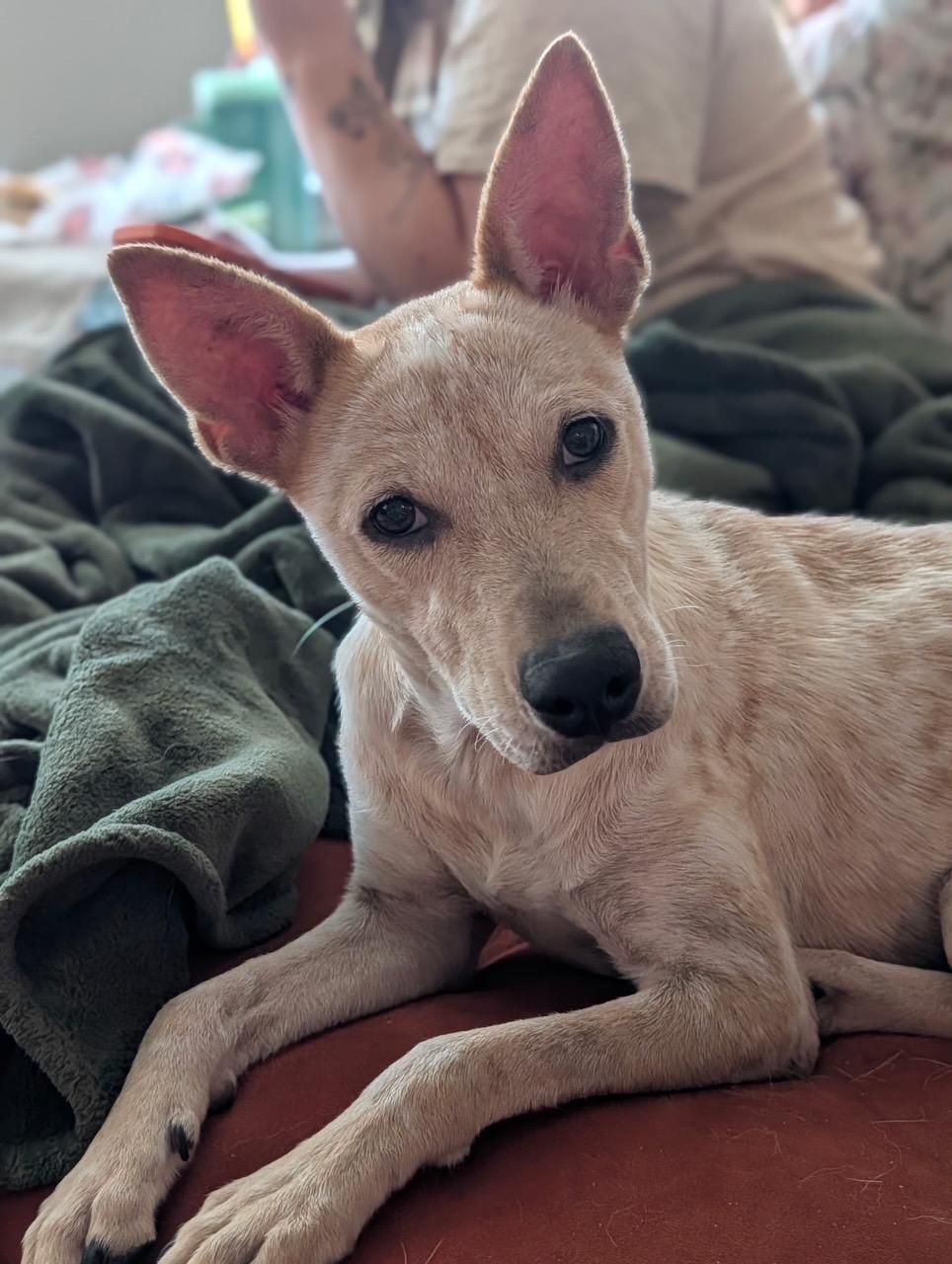 Chili, Adoptable, Young Female Australian Cattle Dog / Blue Heeler.