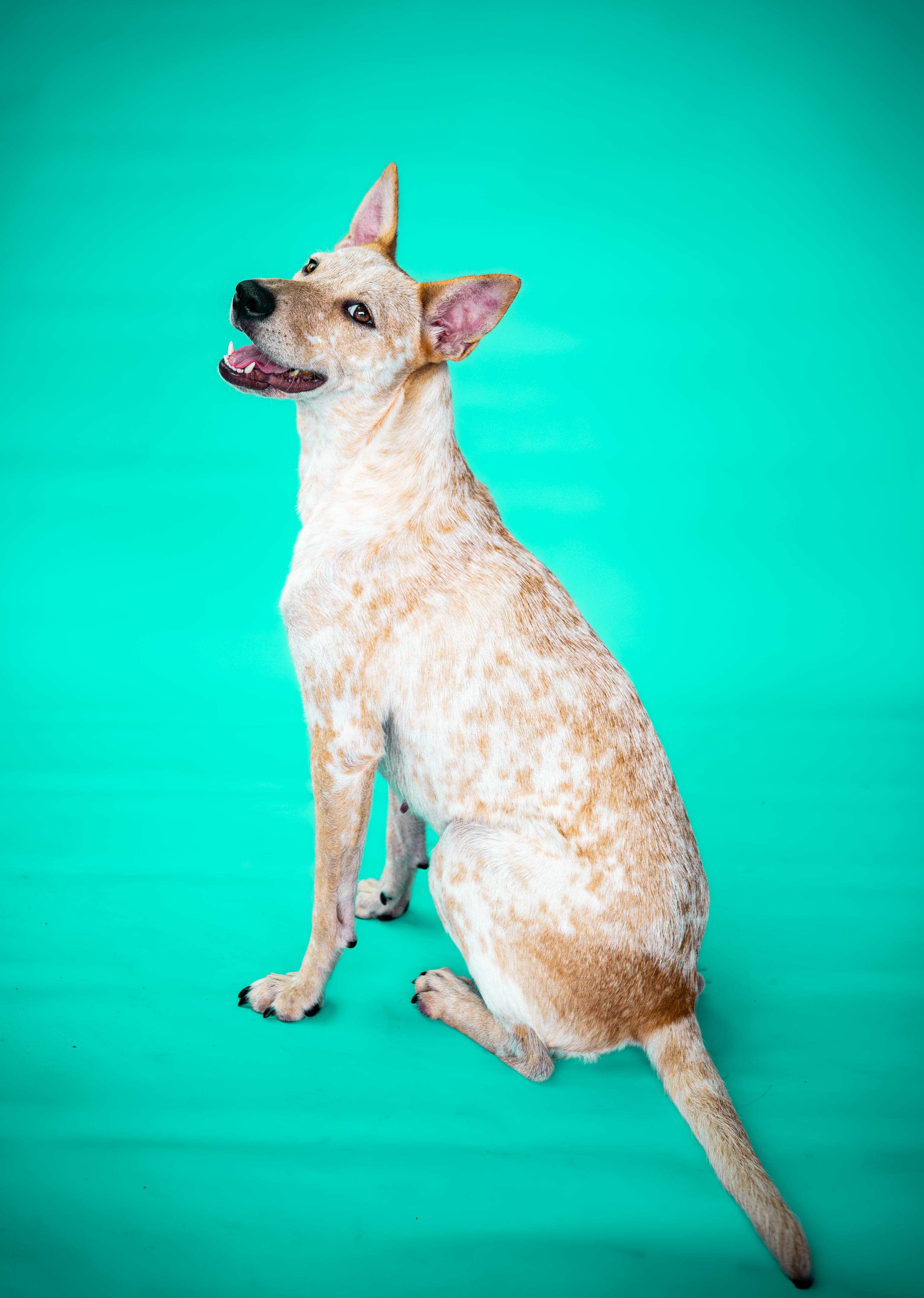 Chili, Adoptable, Young Female Australian Cattle Dog / Blue Heeler.