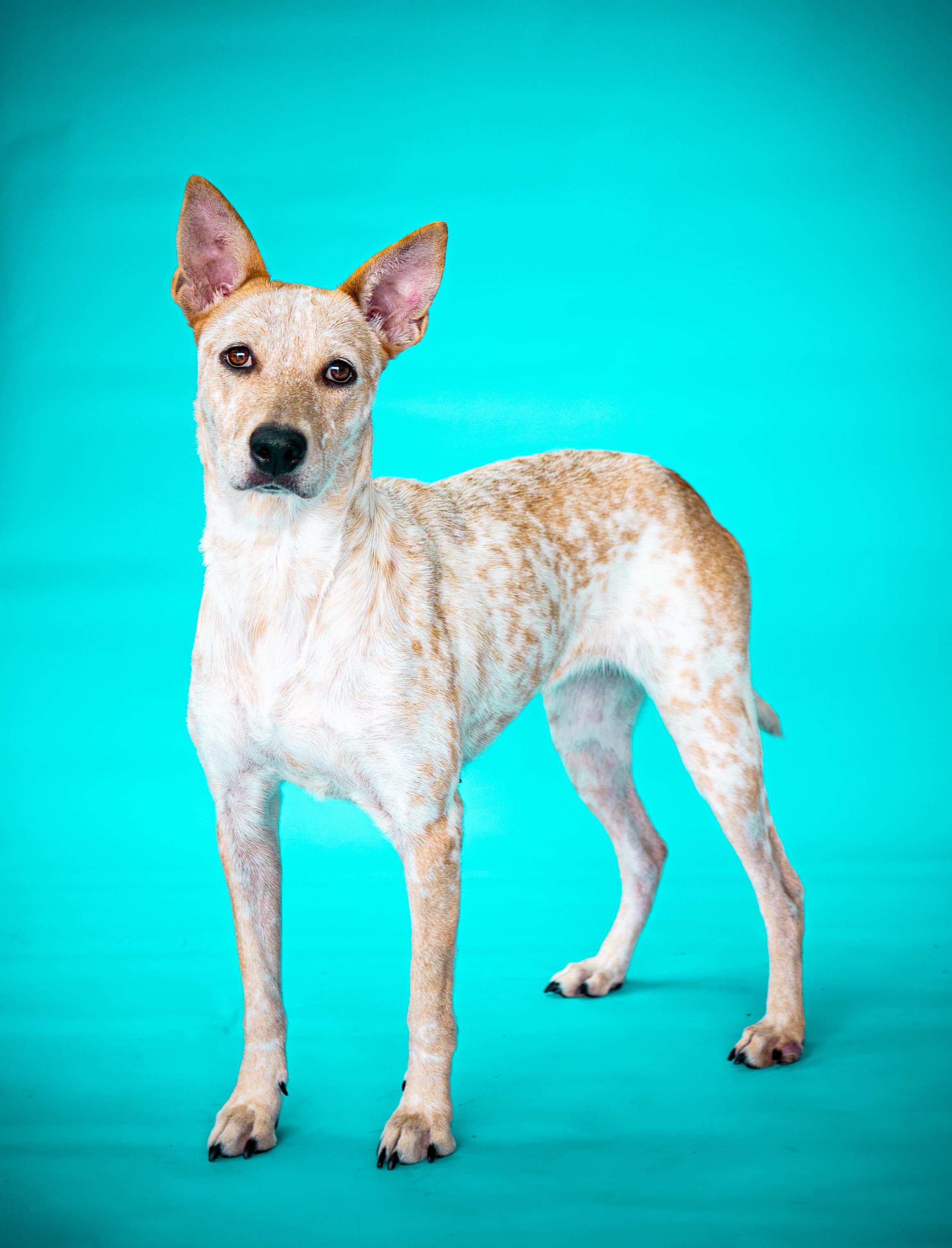 Enlarge Chili, a Adoptable Australian Cattle Dog / Blue Heeler in Waxahachie, TX image 3/6