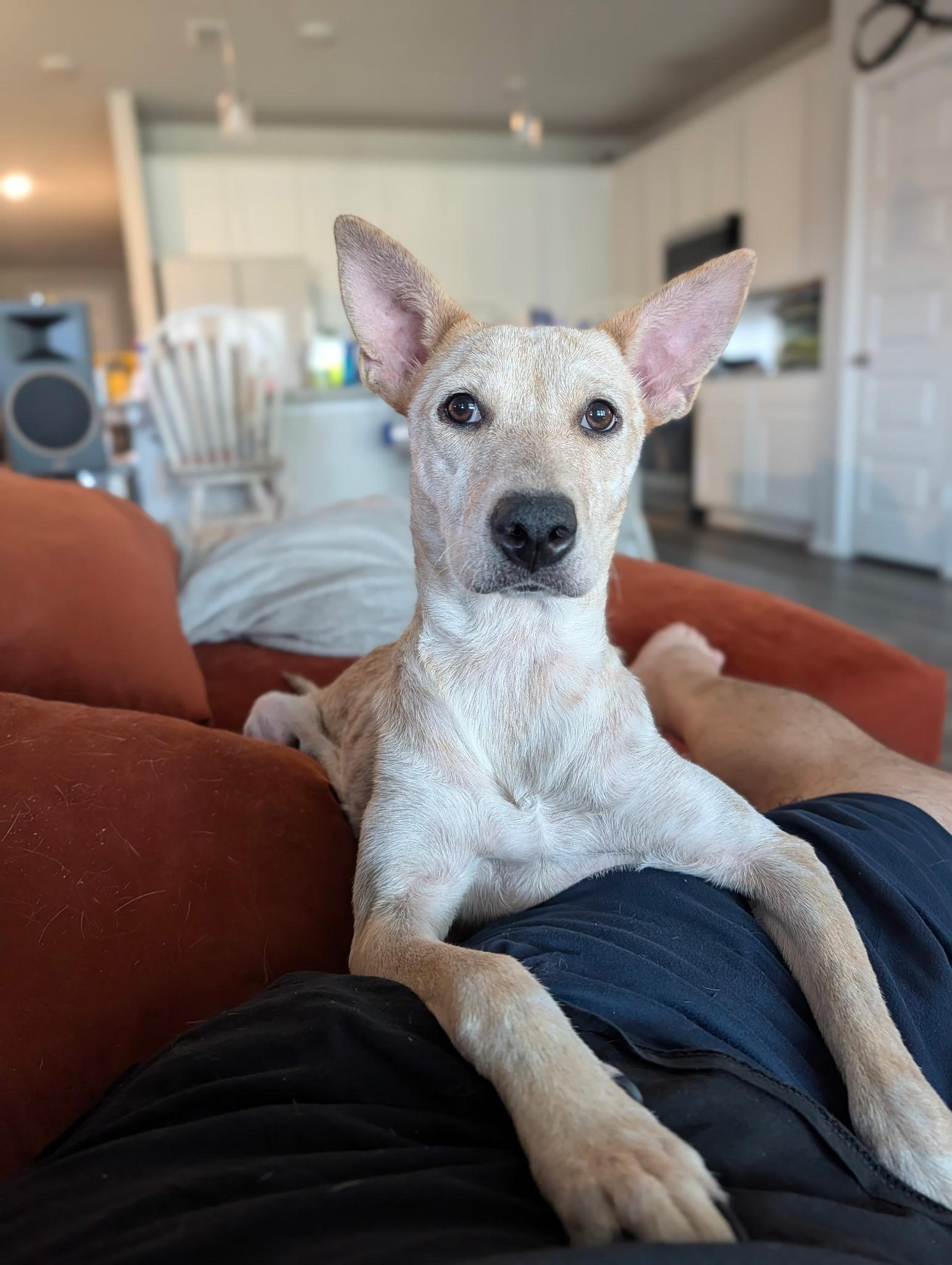 Enlarge Chili, a Adoptable Australian Cattle Dog / Blue Heeler in Waxahachie, TX image 4/4