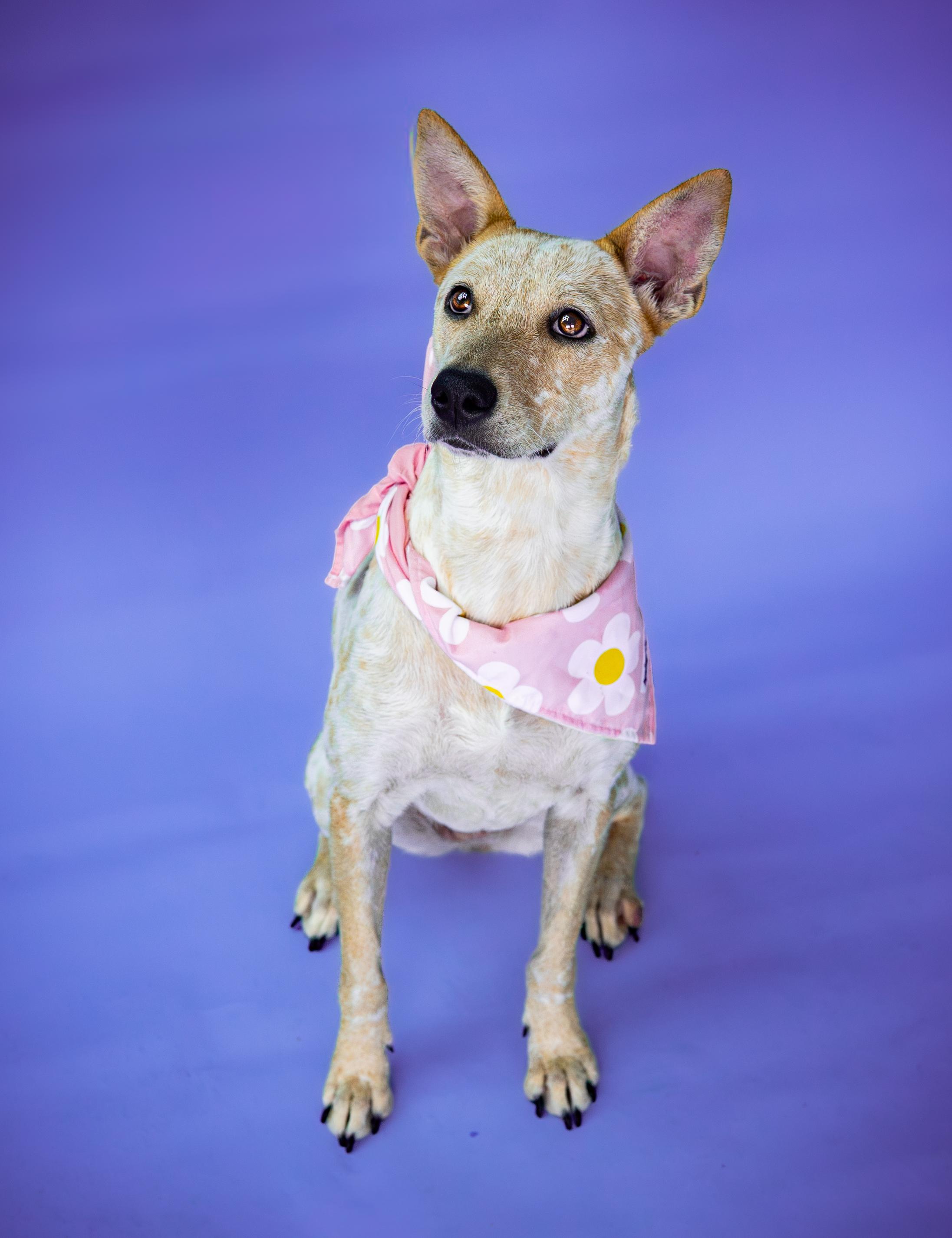Enlarge Chili, a Adoptable Australian Cattle Dog / Blue Heeler in Waxahachie, TX image 4/6
