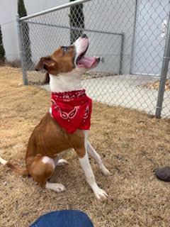 Enlarge Melina (Lina), a ADOPTABLE mixed breed in Little Rock, AR image 3/5