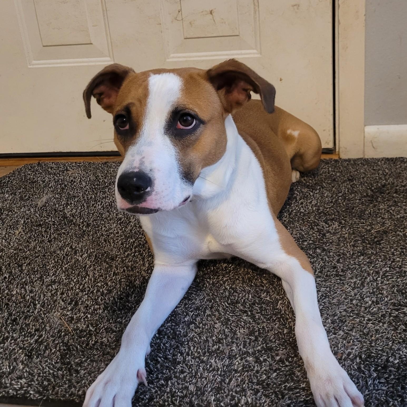 Enlarge Melina (Lina), a ADOPTABLE mixed breed in Little Rock, AR image 1/6
