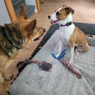 Enlarge Melina (Lina), a ADOPTABLE mixed breed in Little Rock, AR image 2/5