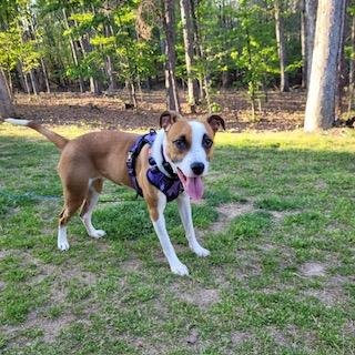 Melina (Lina), ADOPTABLE, Young Female Hound.