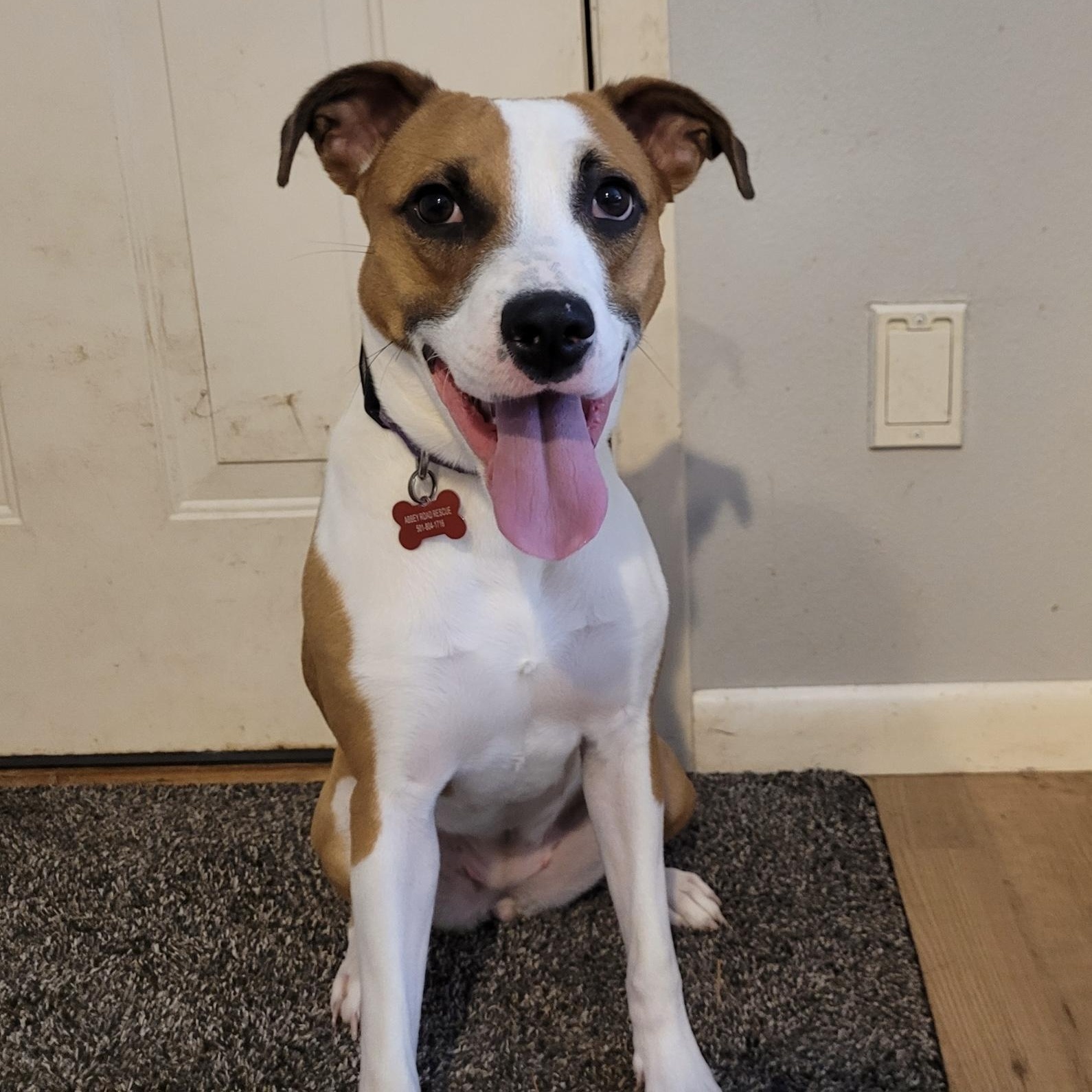 Melina (Lina), ADOPTABLE, Adult Female Hound.