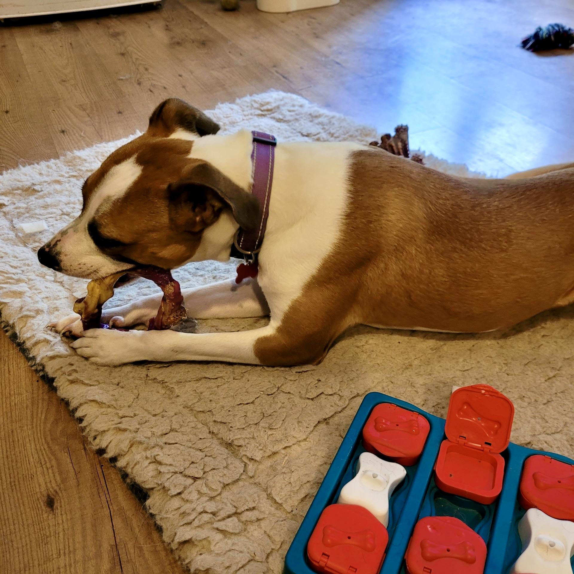Enlarge Melina (Lina), a ADOPTABLE mixed breed in Little Rock, AR image 6/6