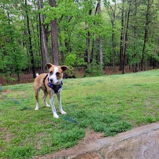 Enlarge Melina (Lina), a ADOPTABLE mixed breed in Little Rock, AR image 5/5