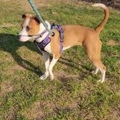 Enlarge Melina (Lina), a ADOPTABLE mixed breed in Little Rock, AR image 4/5