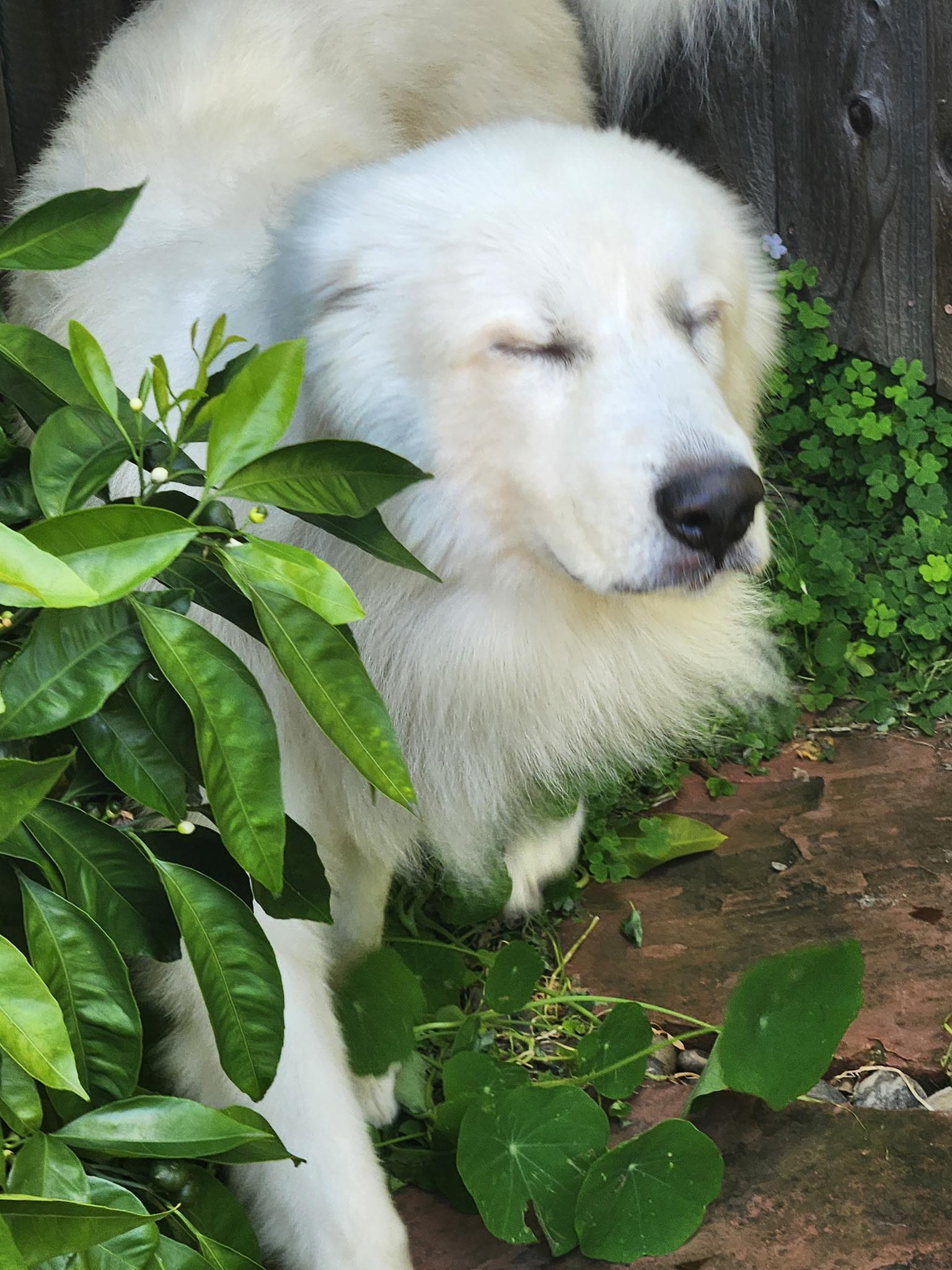 Enlarge Thomas Franklin Noodlebaum, a Adoptable mixed breed in Oakland, CA image 3/4