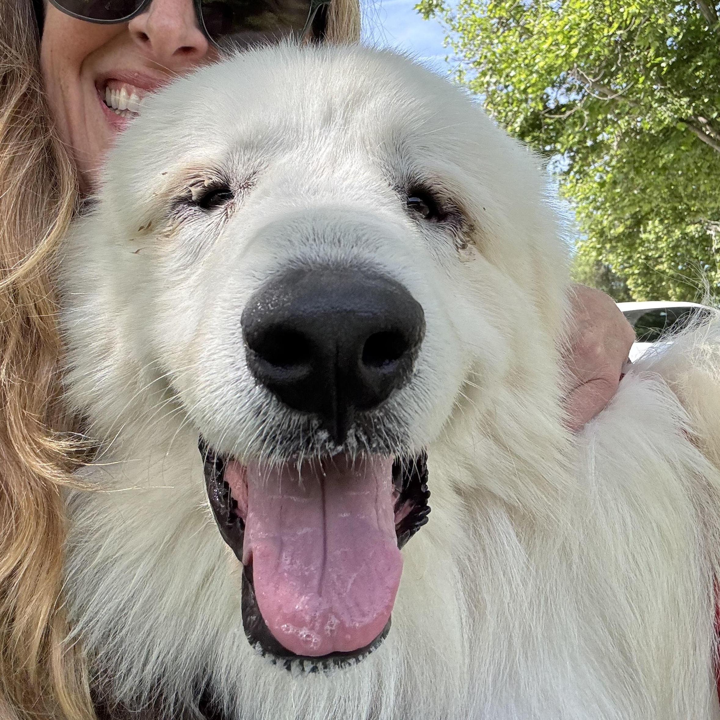 Enlarge Thomas Franklin Noodlebaum, a Adoptable mixed breed in Oakland, CA image 4/4