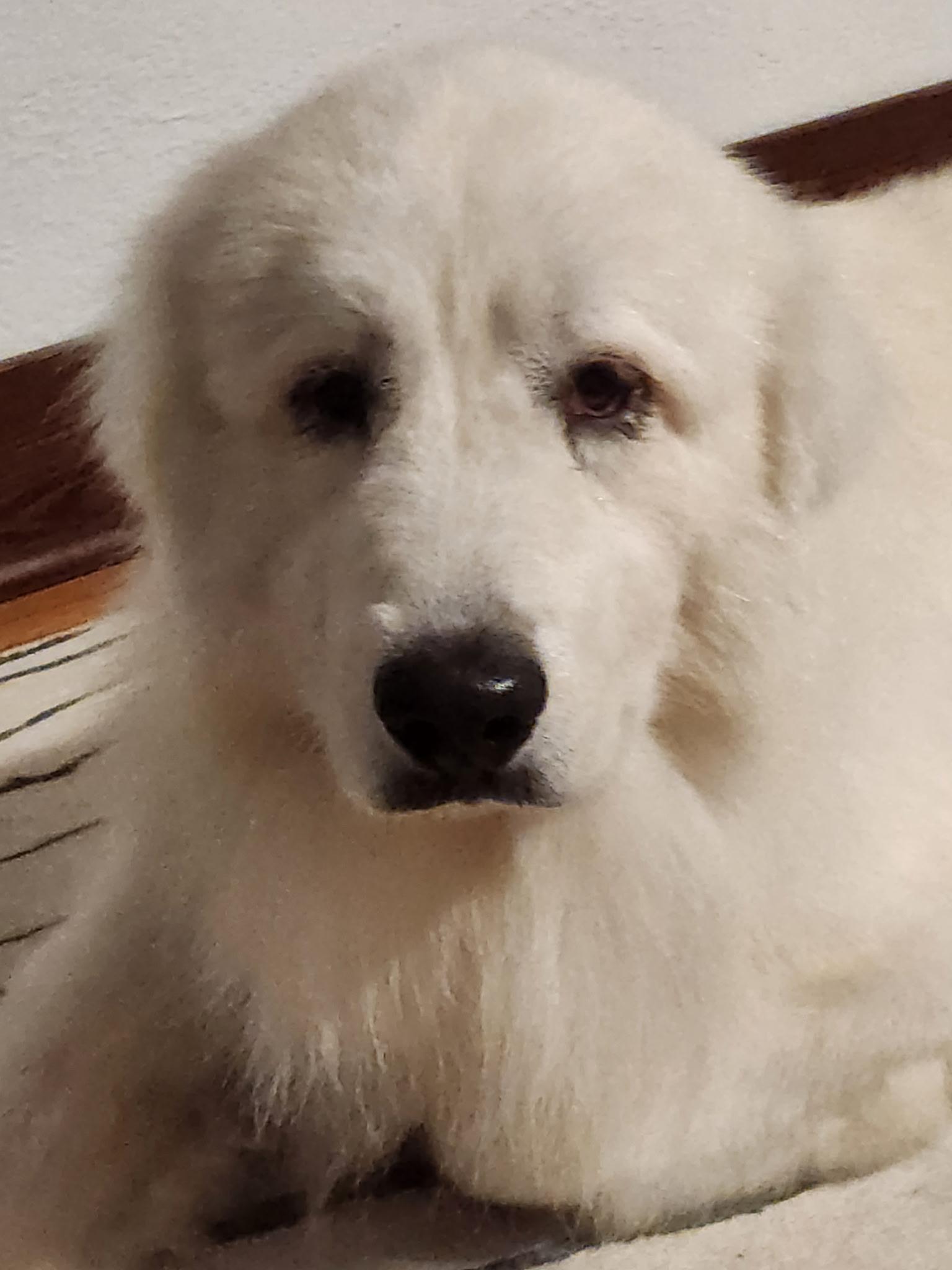 Enlarge Thomas Franklin Noodlebaum, a Adoptable mixed breed in Oakland, CA image 2/4