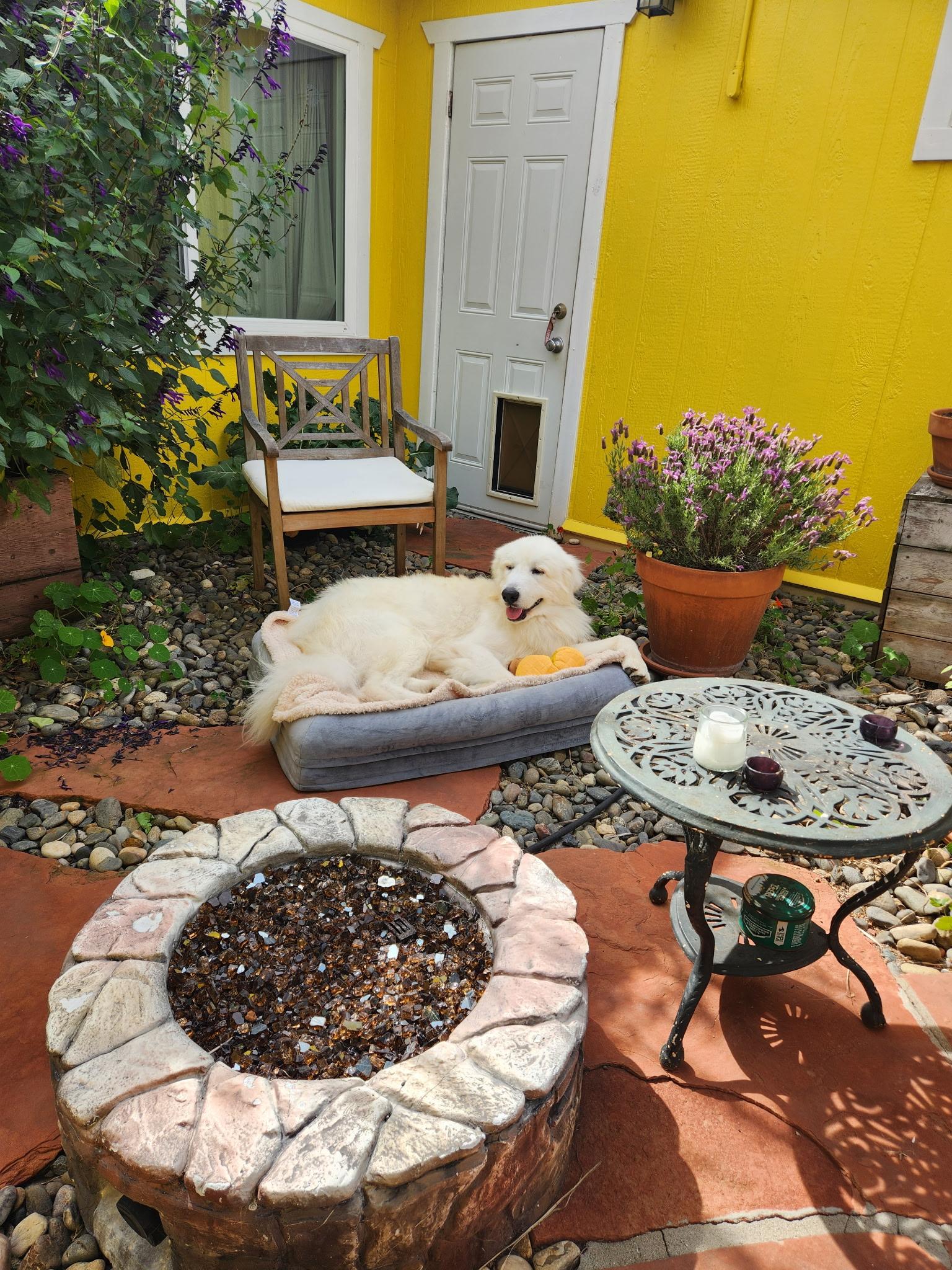 Enlarge Thomas Franklin Noodlebaum, a Adoptable mixed breed in Oakland, CA image 1/4