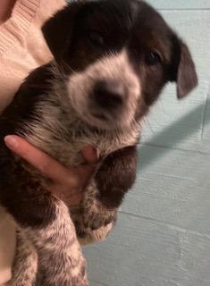 Enlarge Luna, a Adoptable mixed breed in Lafayette, TN image 1/1