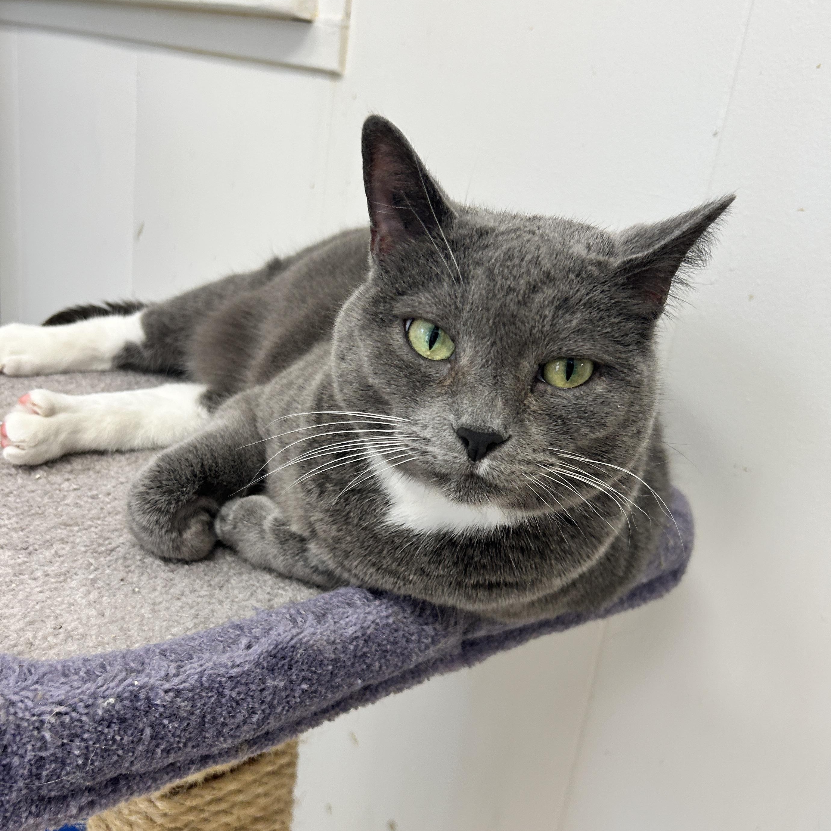 Whipped Cream, ADOPTABLE, Senior Female Domestic Short Hair.