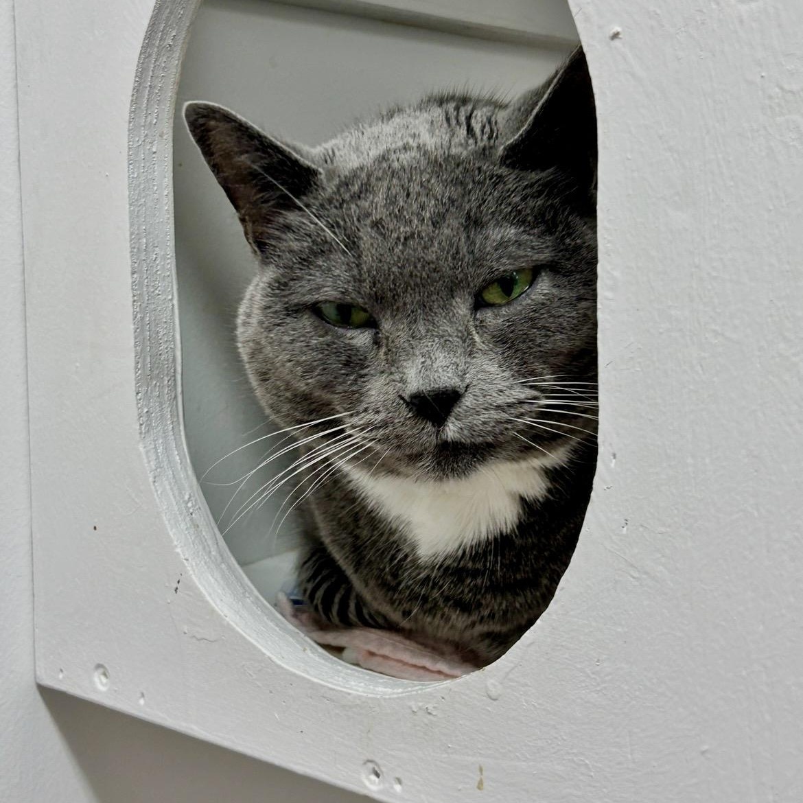 Enlarge Whipped Cream, a ADOPTABLE Domestic Short Hair in Maple Ridge, BC image 3/6