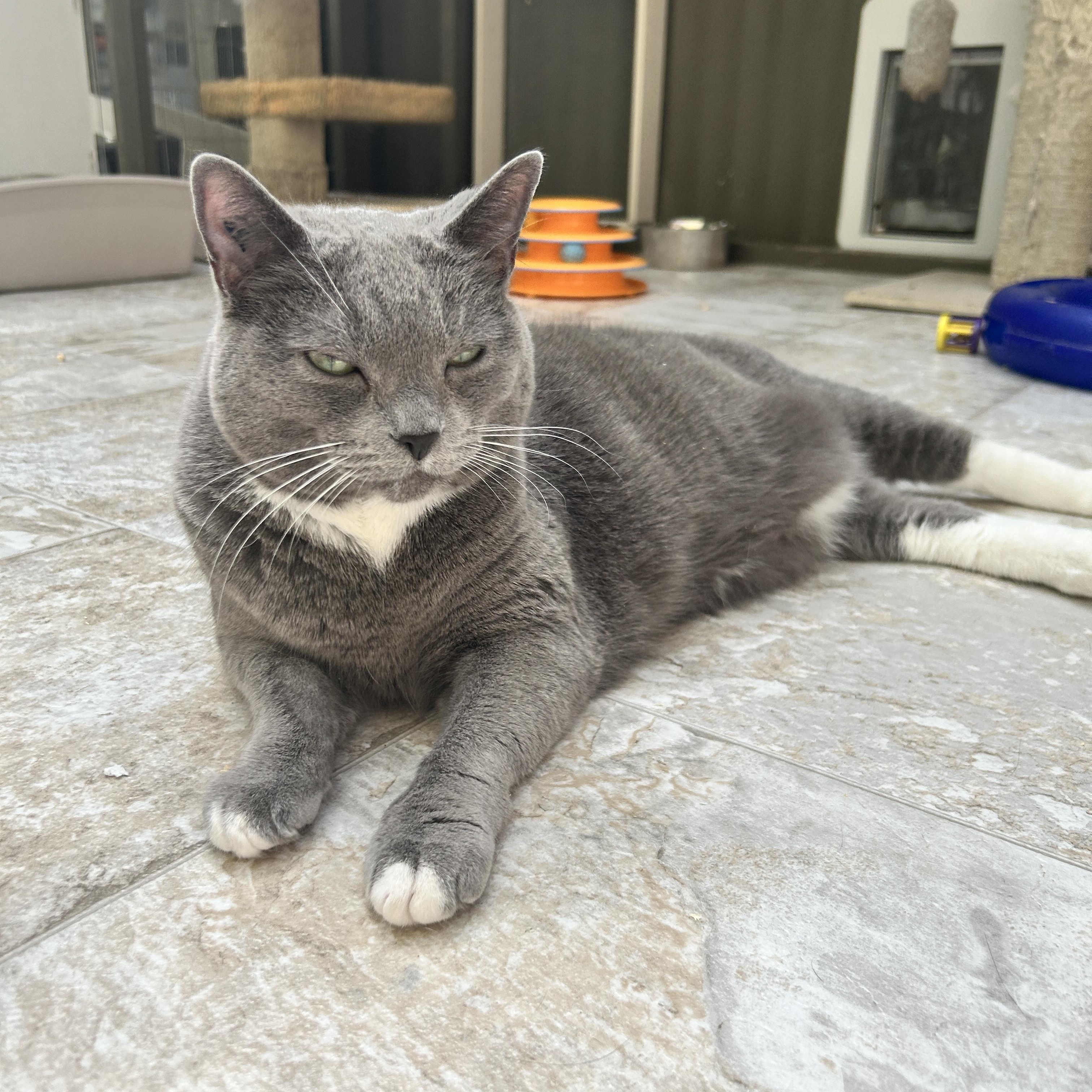 Enlarge Whipped Cream, a ADOPTABLE Domestic Short Hair in Maple Ridge, BC image 1/6