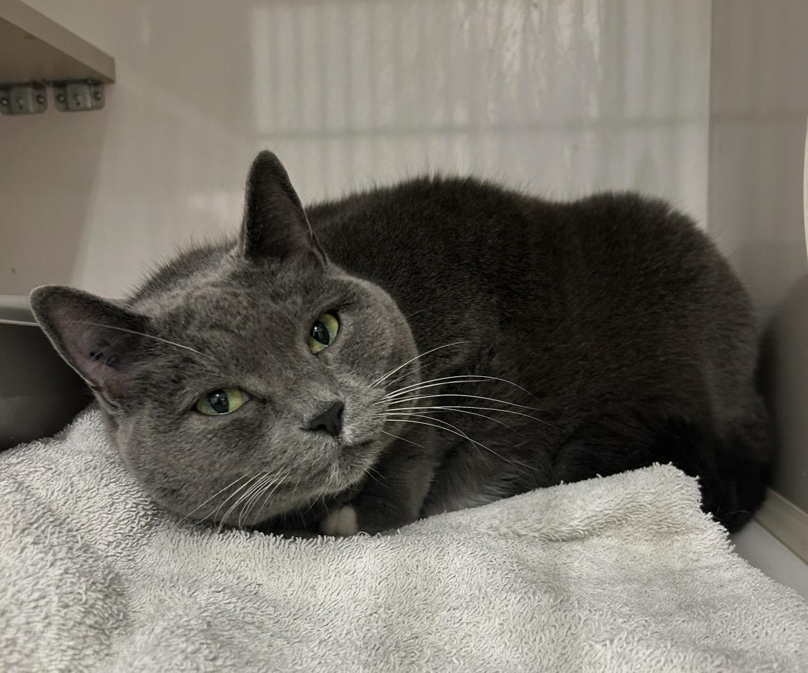 Enlarge Whipped Cream, a ADOPTABLE Domestic Short Hair in Maple Ridge, BC image 4/6