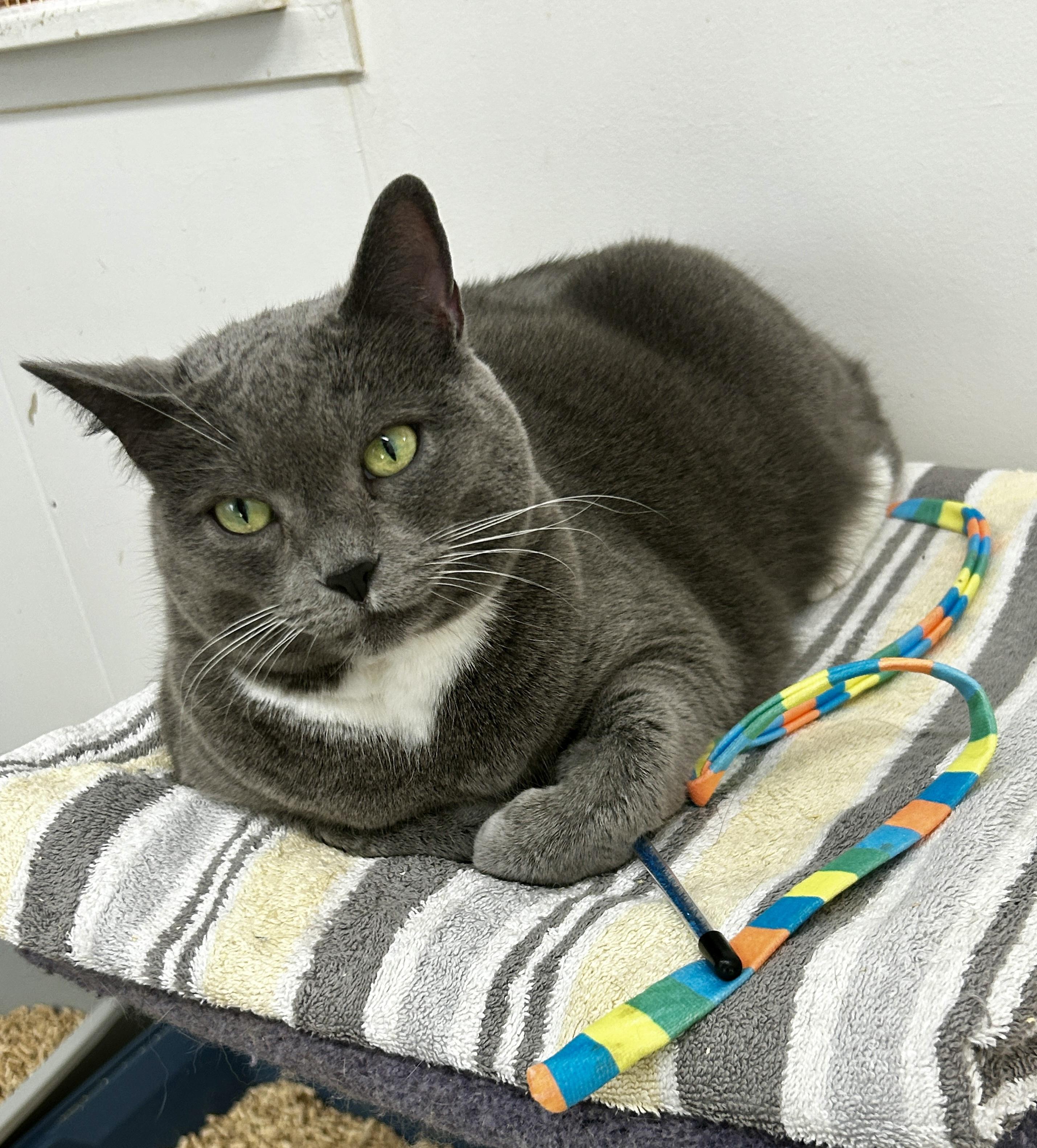 Whipped Cream, ADOPTABLE, Senior Female Domestic Short Hair.