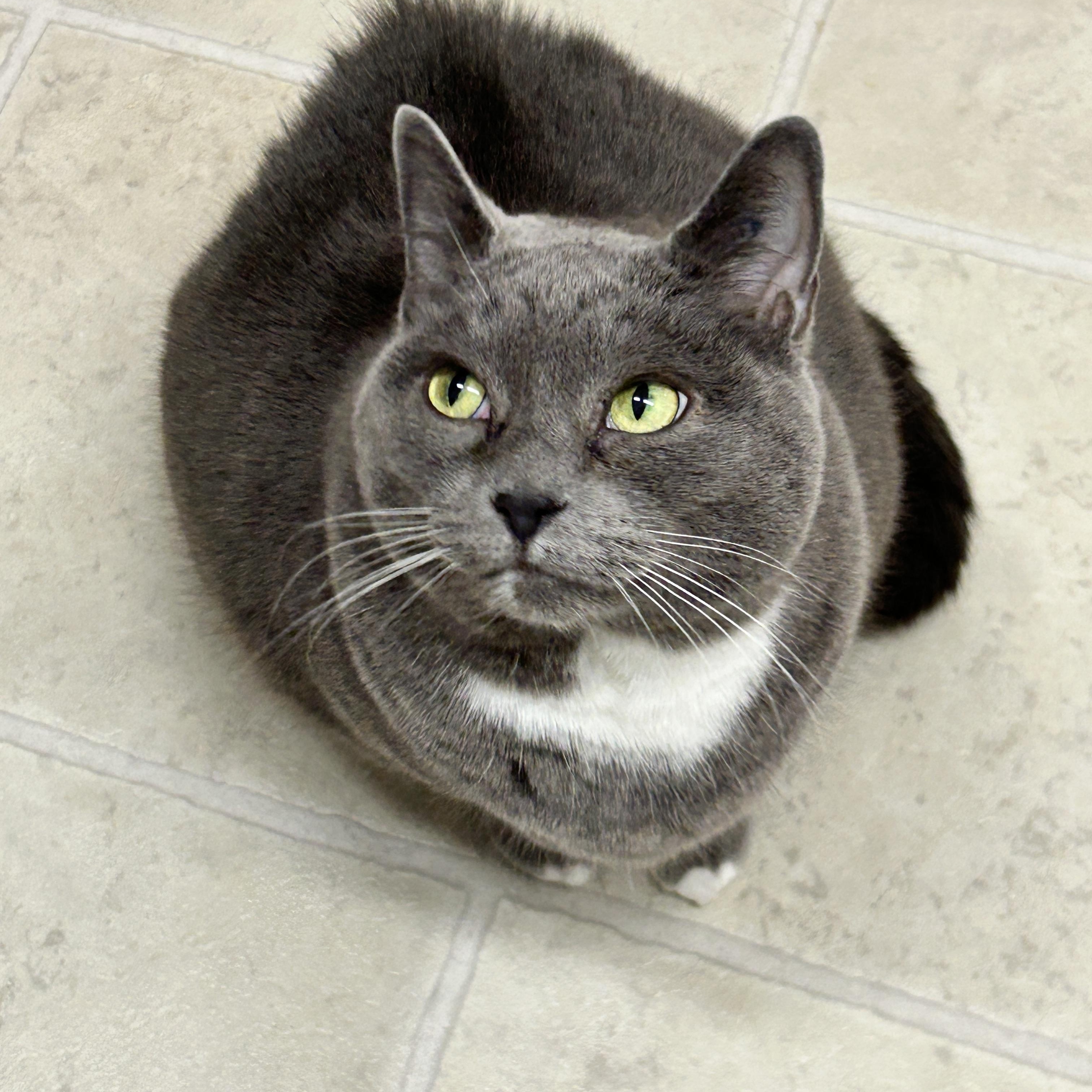 Enlarge Whipped Cream, a ADOPTABLE Domestic Short Hair in Maple Ridge, BC image 2/6