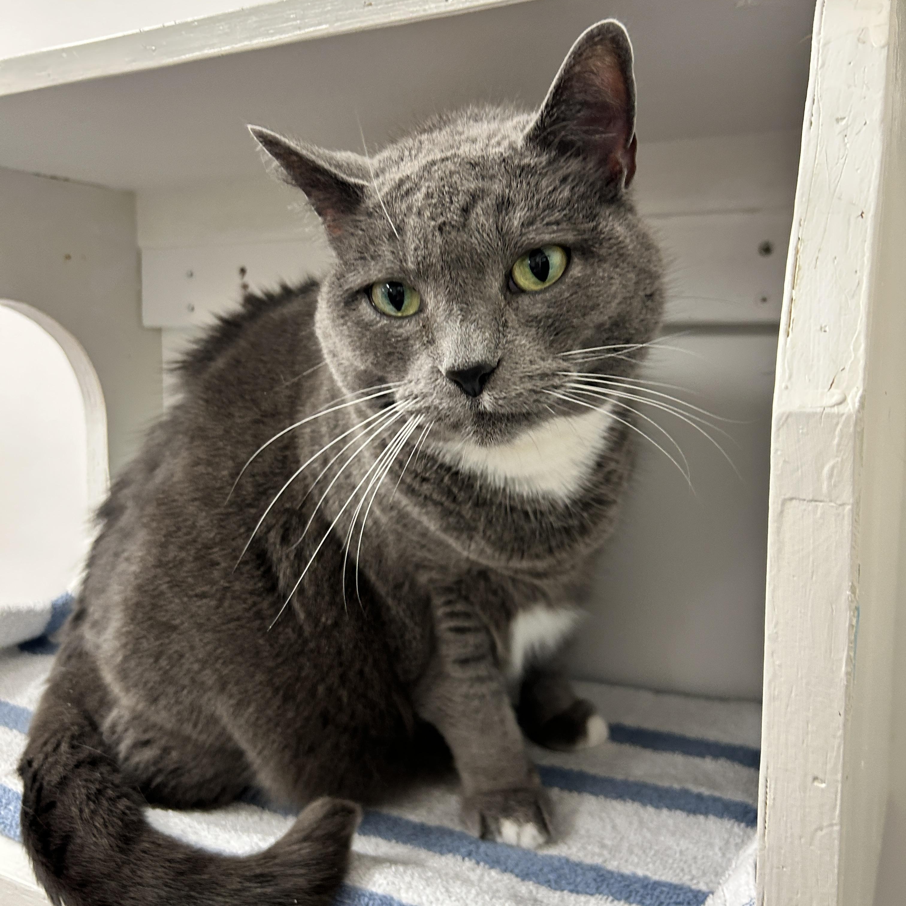 Enlarge Whipped Cream, a ADOPTABLE Domestic Short Hair in Maple Ridge, BC image 5/6