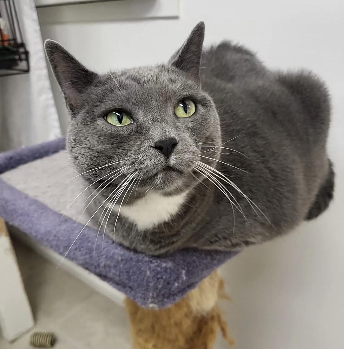 Whipped Cream — thumbnail 5