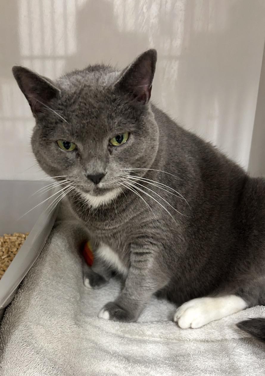 Enlarge Whipped Cream, a ADOPTABLE Domestic Short Hair in Maple Ridge, BC image 6/6