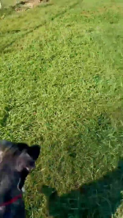 Enlarge Turkey, a Adoptable mixed breed in Enfield, CT video 4/4