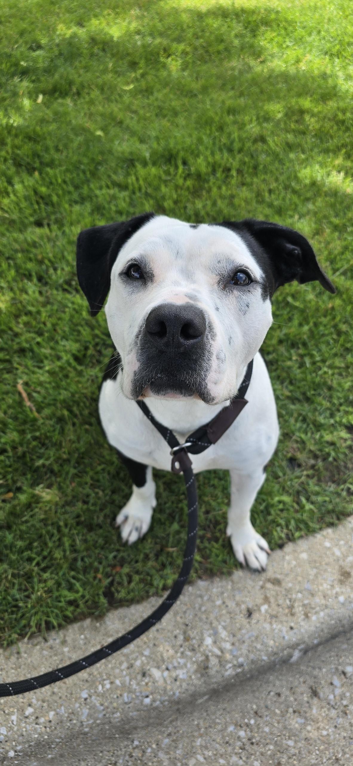 Xena, Adult Female Pit Bull Terrier