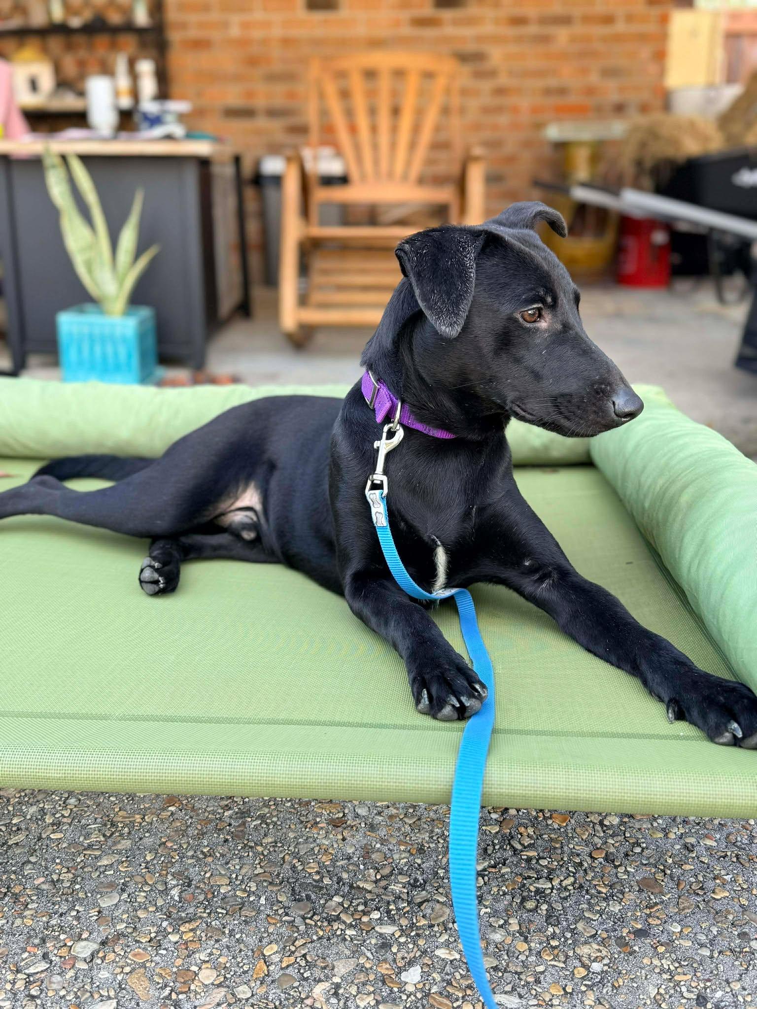 Enlarge Grayson #4, a ADOPTABLE mixed breed in Killingworth, CT image 2/5