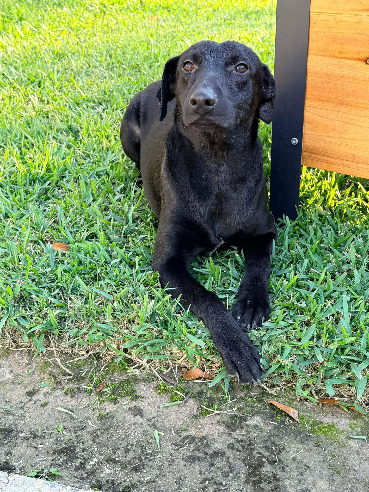 Grayson #4, ADOPTABLE, Young Male Black Labrador Retriever.