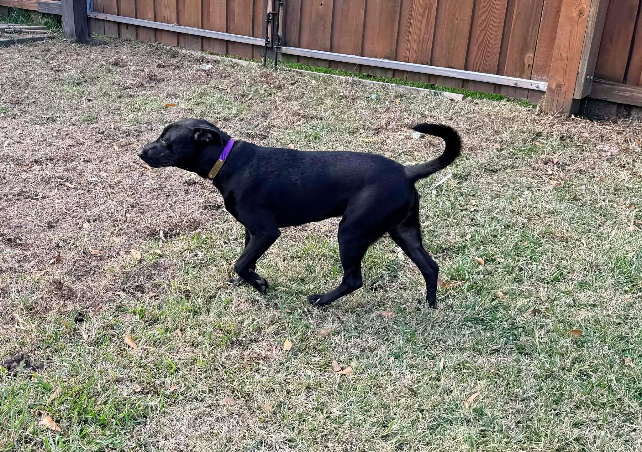 Enlarge Grayson #4, a ADOPTABLE mixed breed in Killingworth, CT image 5/5