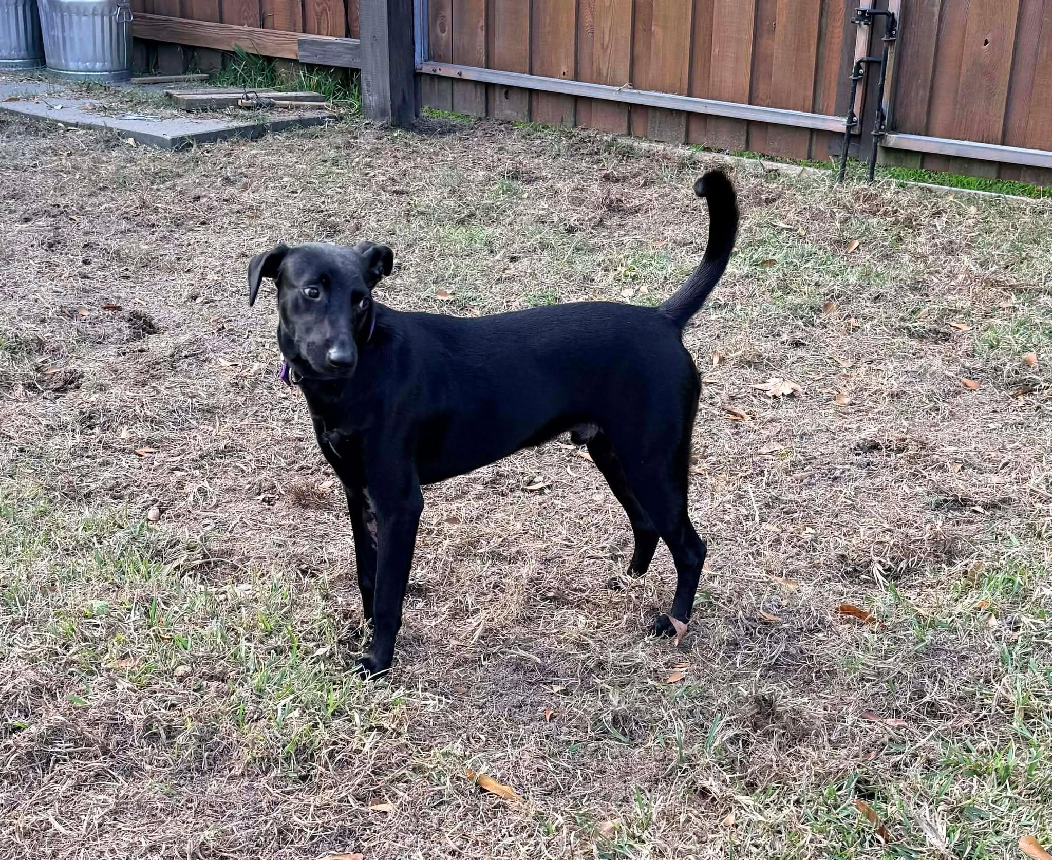 Enlarge Grayson #4, a ADOPTABLE mixed breed in Killingworth, CT image 3/5