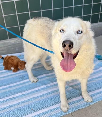 Enlarge CRYSTAL, a Adoptable Siberian Husky in Rancho Cucamonga, CA image 1/1