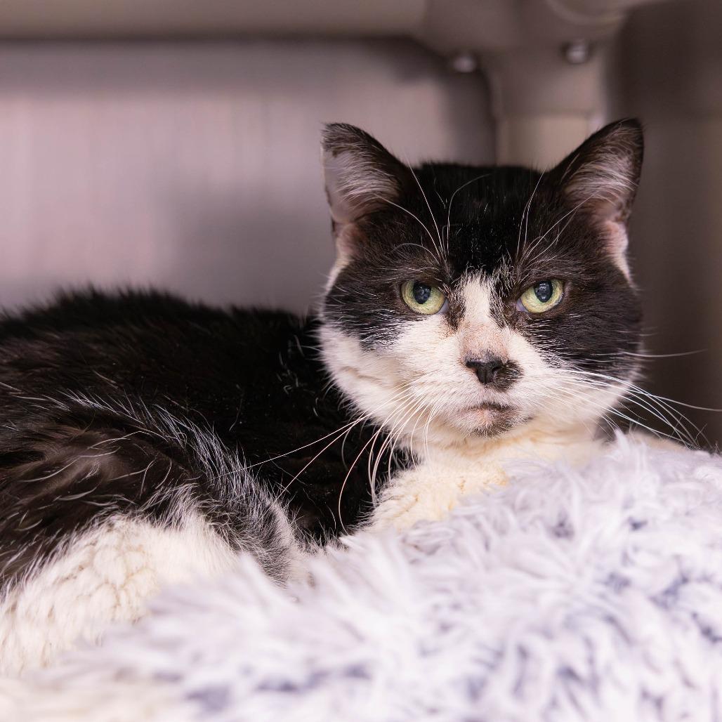 Enlarge Dr. Pepper, a Adoptable Domestic Short Hair in Mentor, OH image 2/3