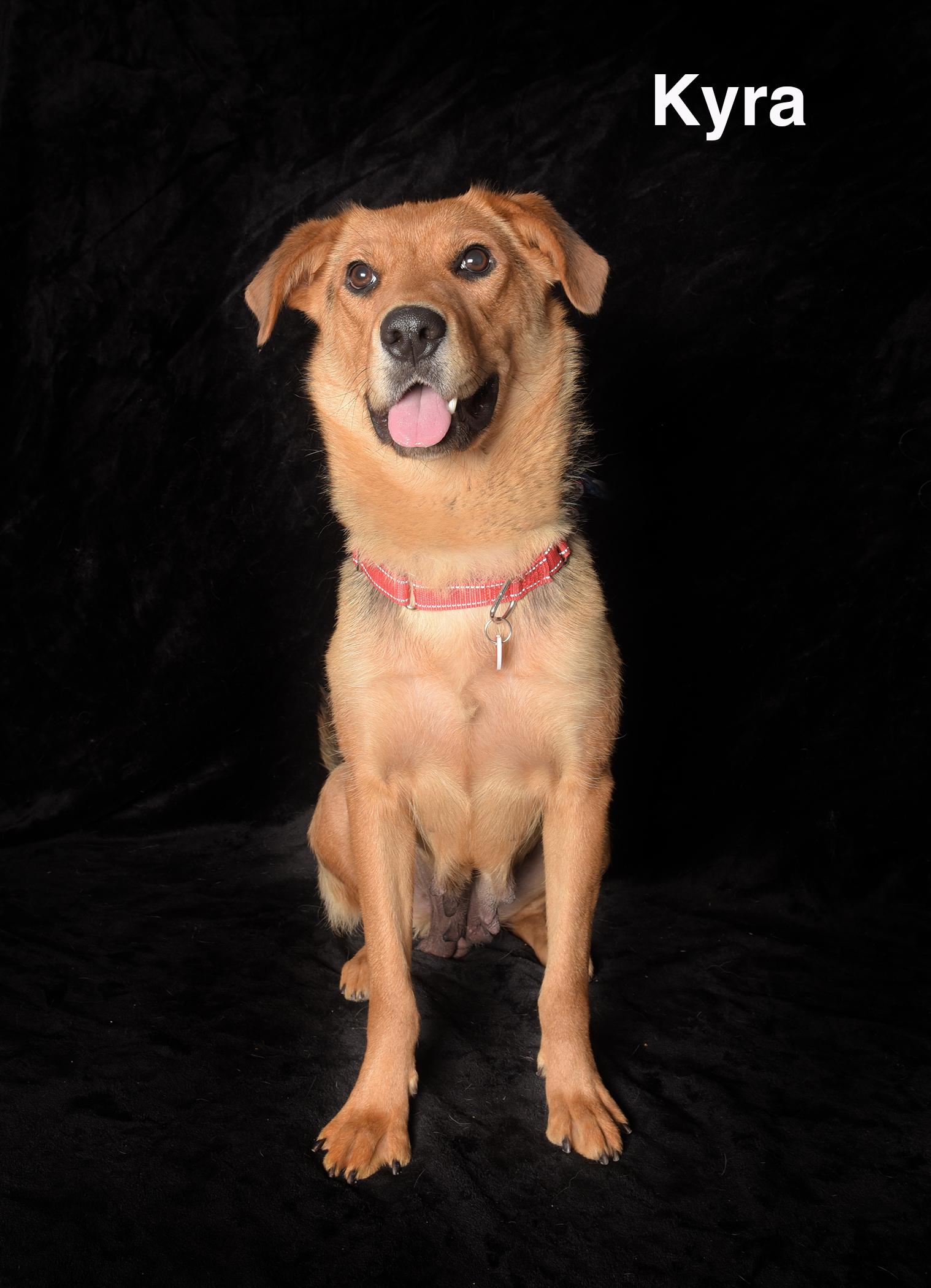 Kyra, a ADOPTABLE German Shepherd Dog in Van Nuys, CA image 2/2