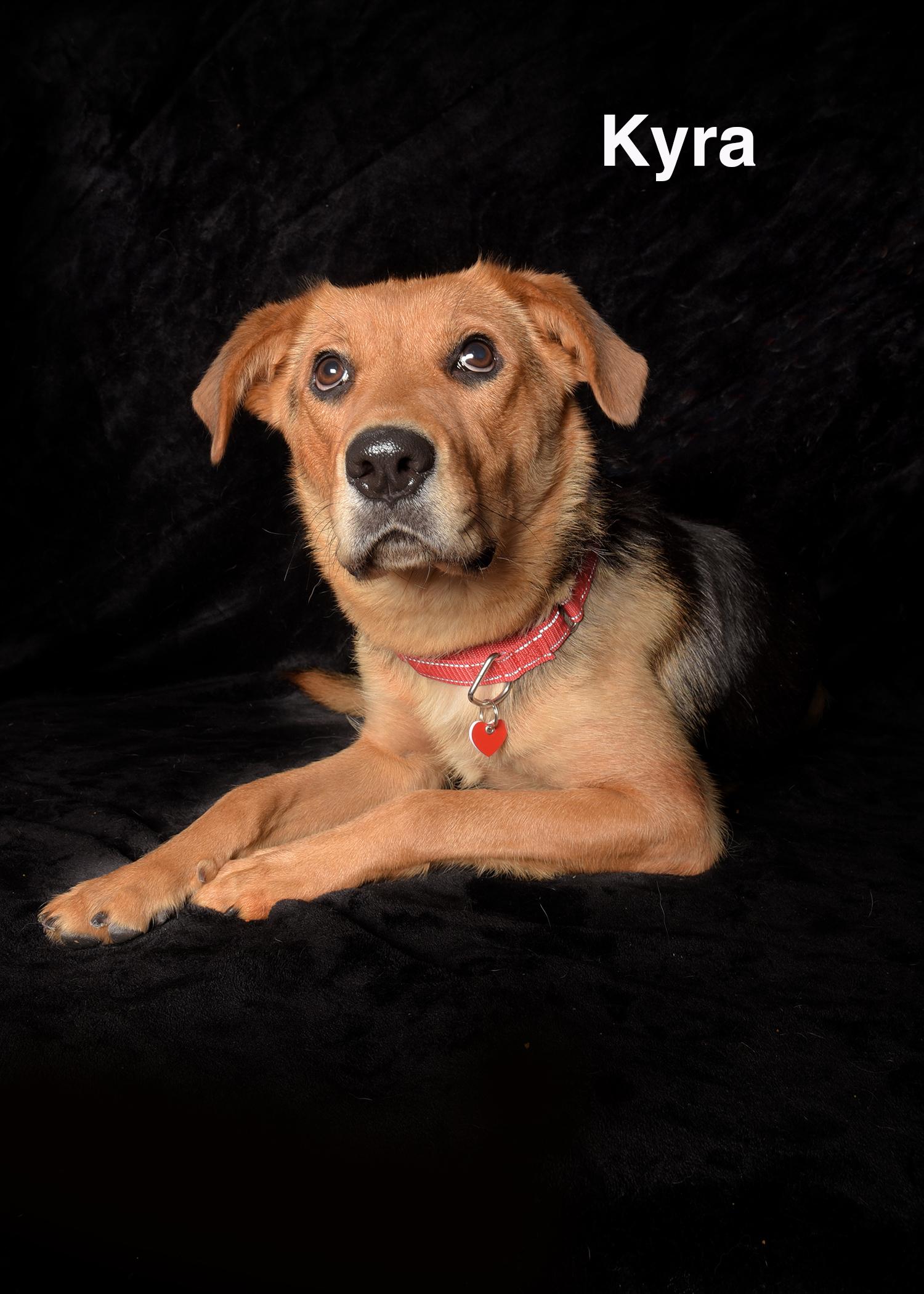 Kyra, ADOPTABLE, Young Female German Shepherd Dog.