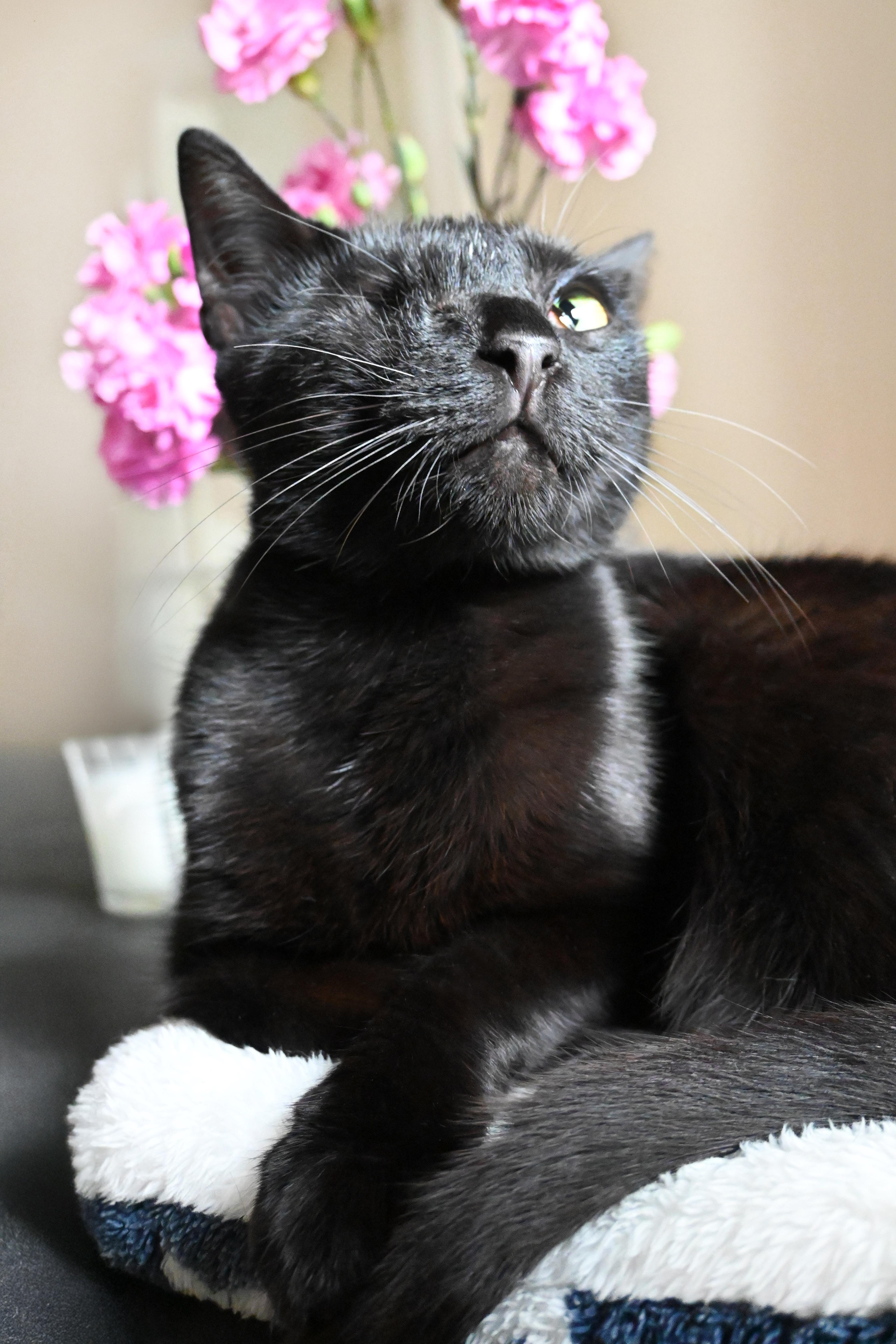 Enlarge Splash, a Adoptable Domestic Short Hair in Orlando, FL image 1/6