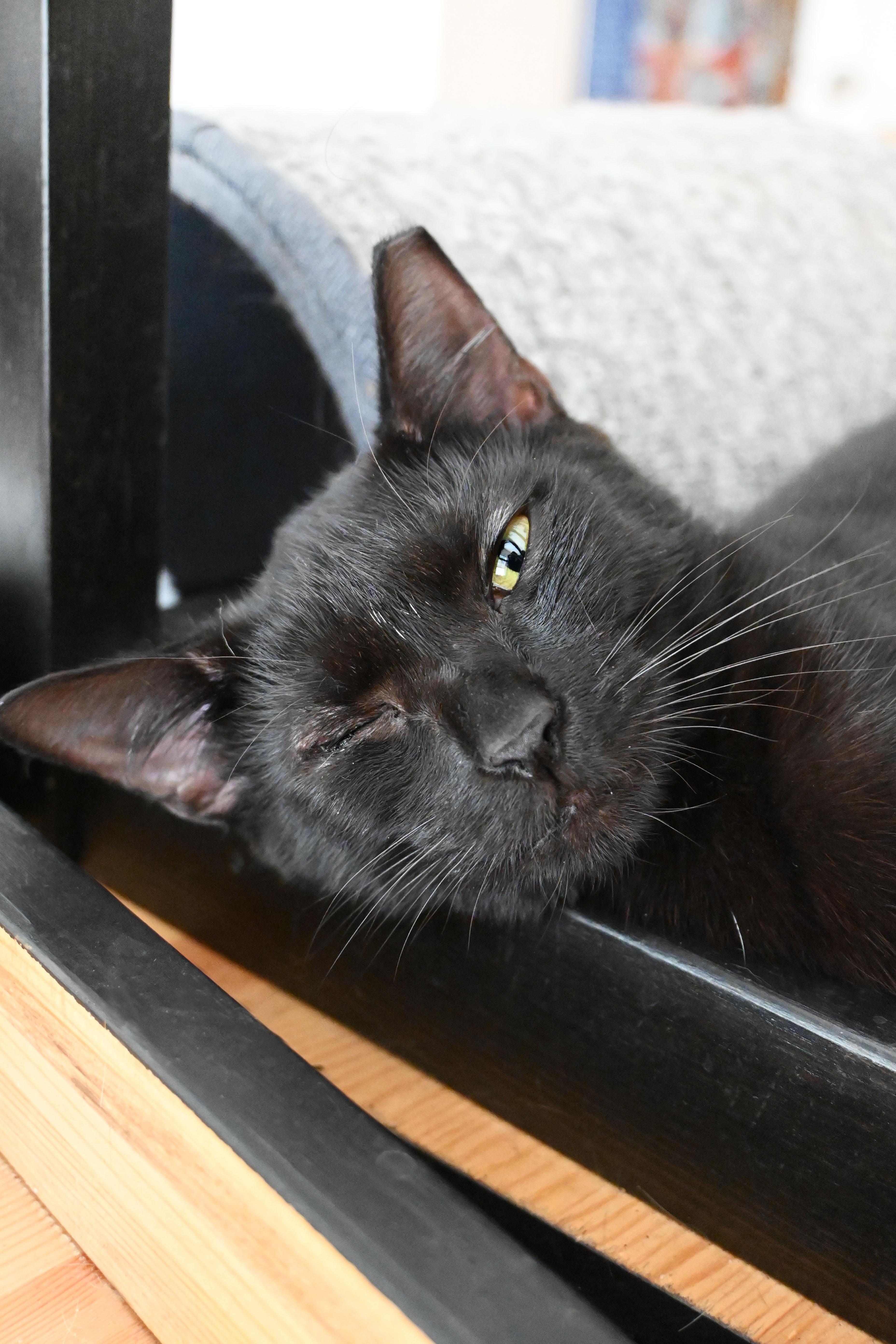 Enlarge Splash, a Adoptable Domestic Short Hair in Orlando, FL image 5/6