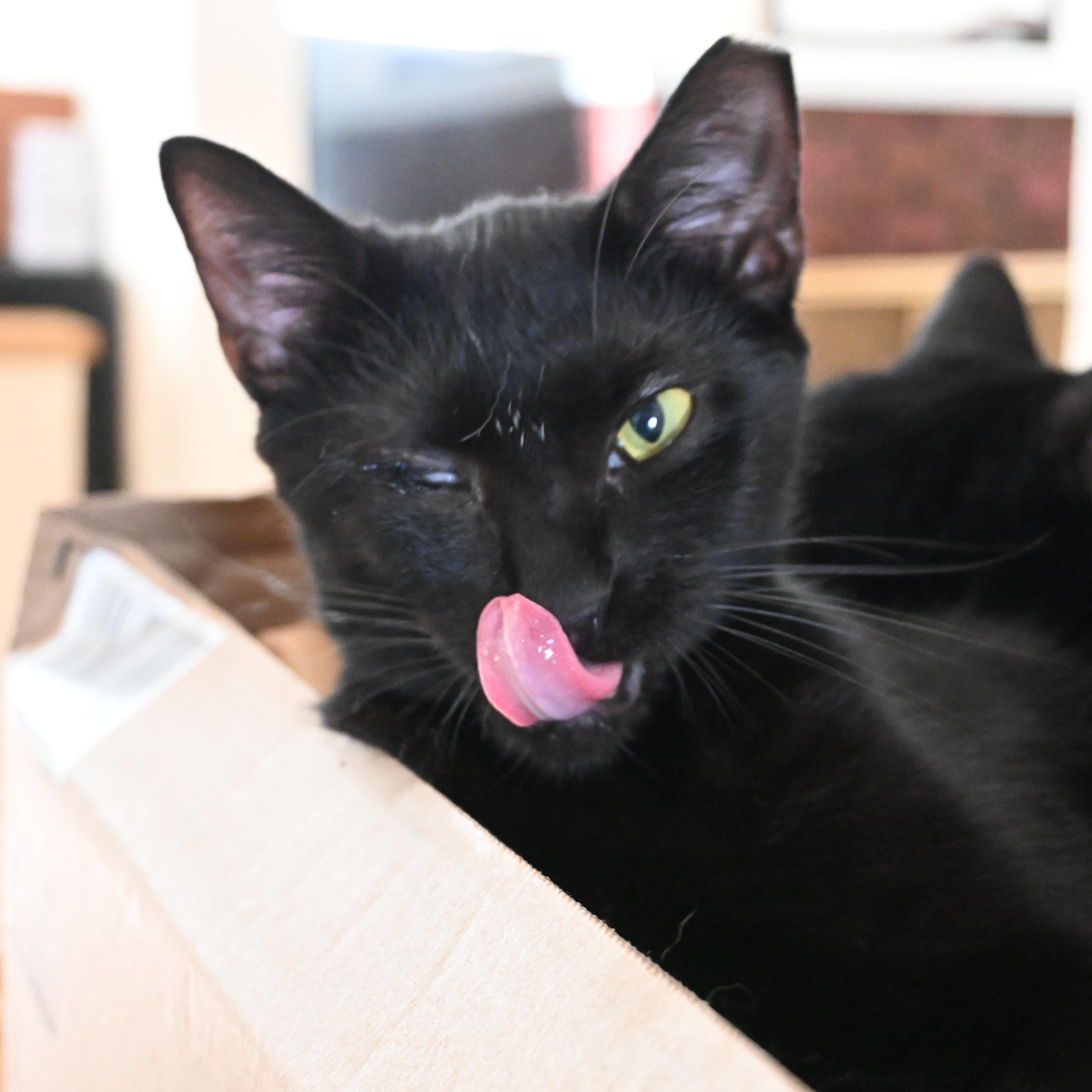 Splash, Adult Female Domestic Short Hair