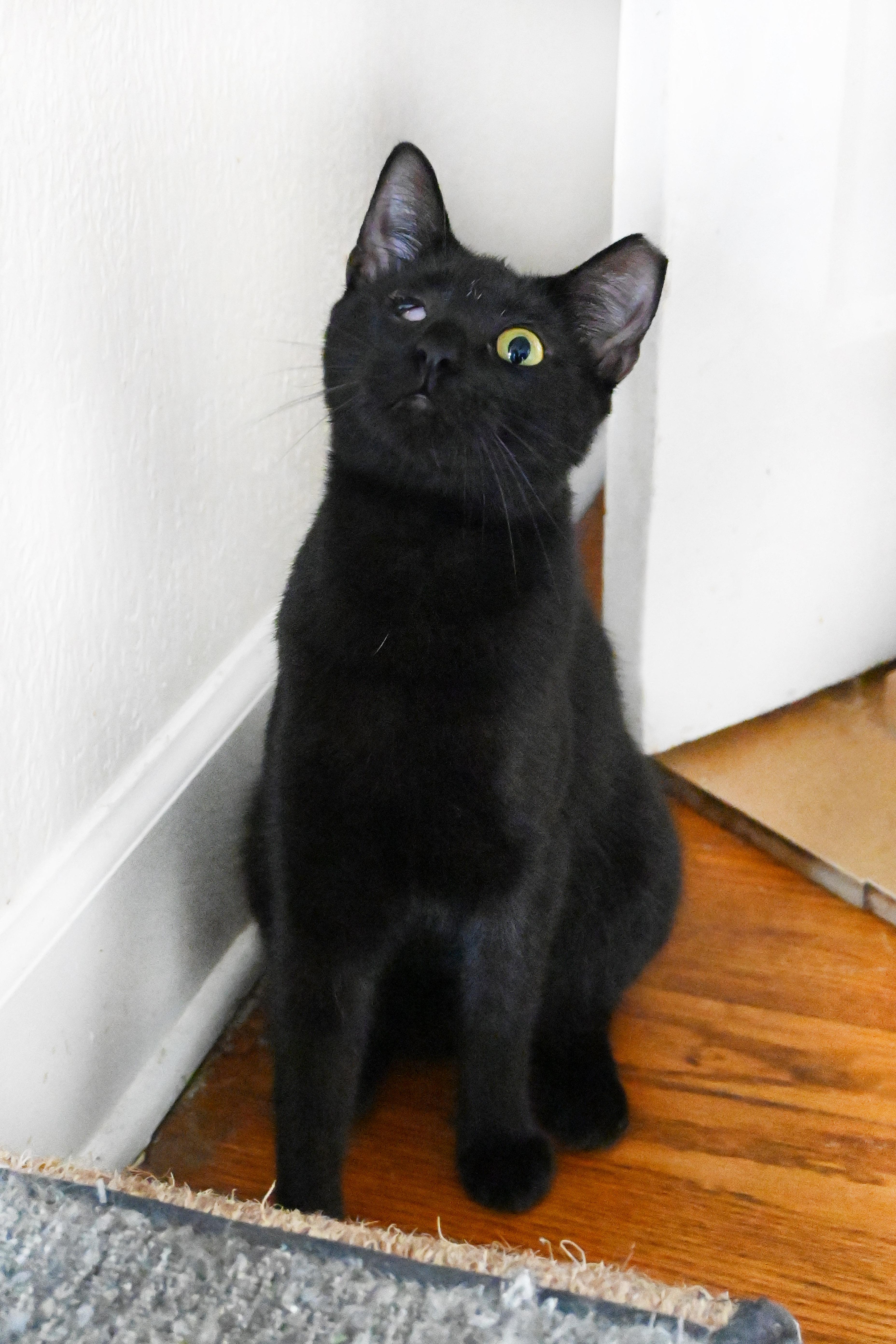 Enlarge Splash, a Adoptable Domestic Short Hair in Orlando, FL image 4/6