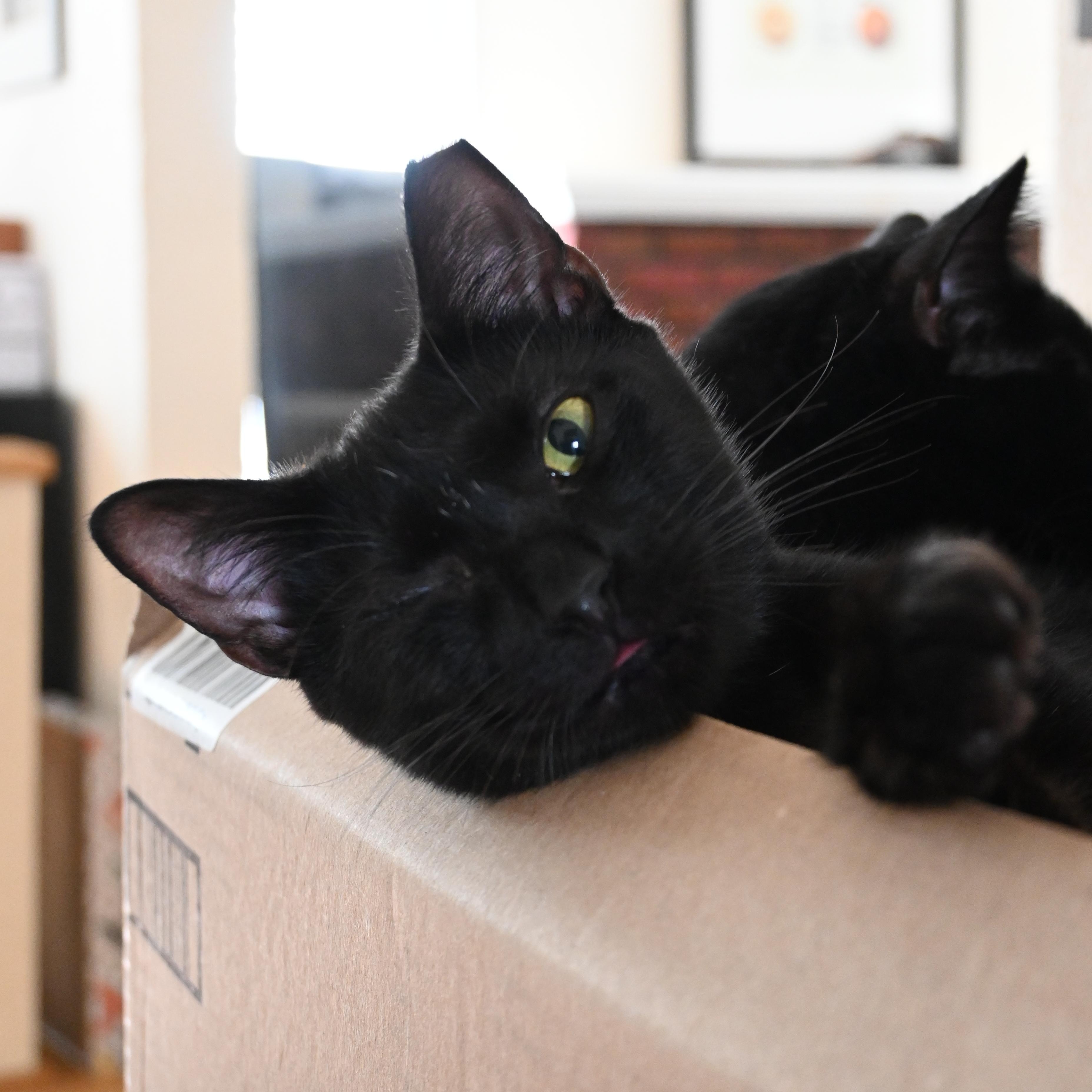 Enlarge Splash, a Adoptable Domestic Short Hair in Orlando, FL image 3/6