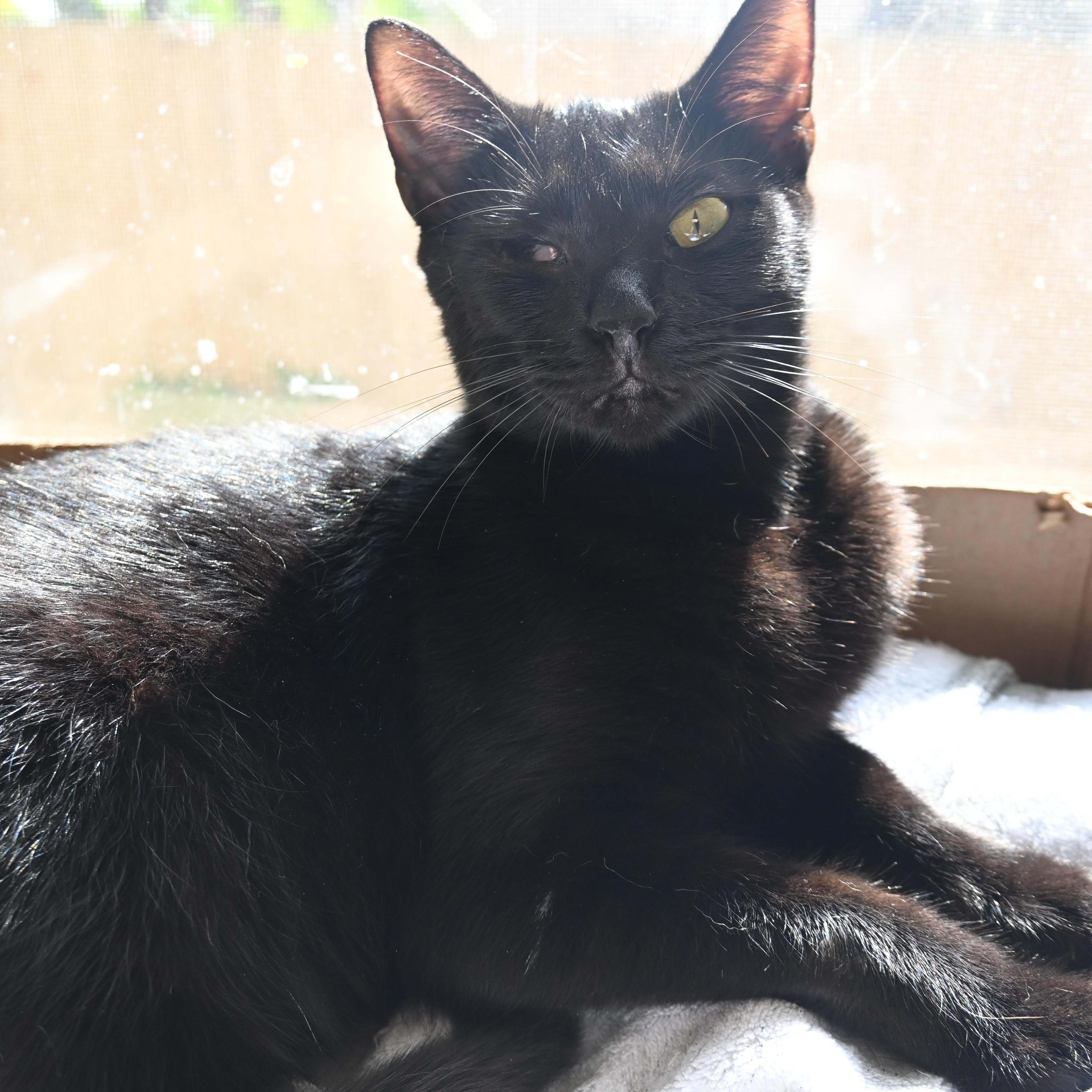 Enlarge Splash, a Adoptable Domestic Short Hair in Orlando, FL image 6/6