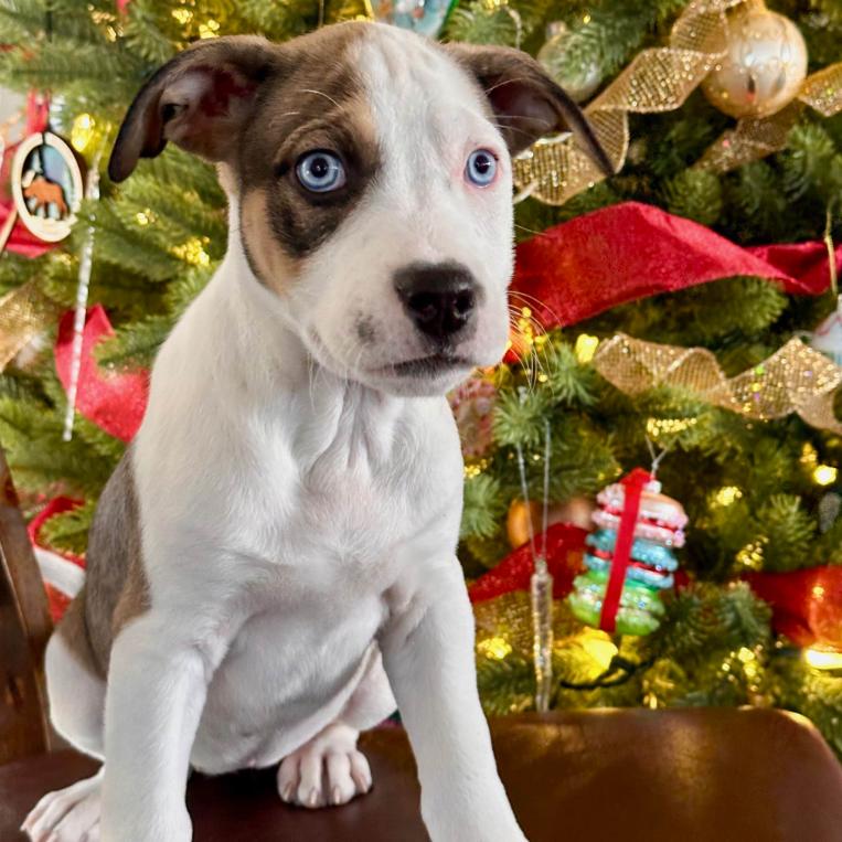 Enlarge April, a ADOPTABLE mixed breed in Mead, CO image 1/6