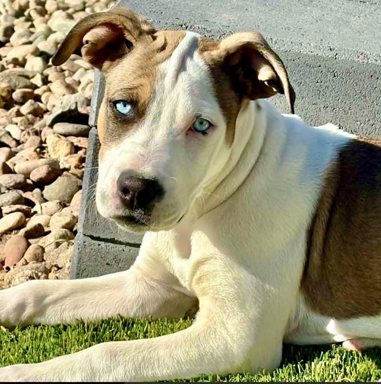 April, ADOPTABLE, Puppy Female Staffordshire Bull Terrier & Mixed Breed.