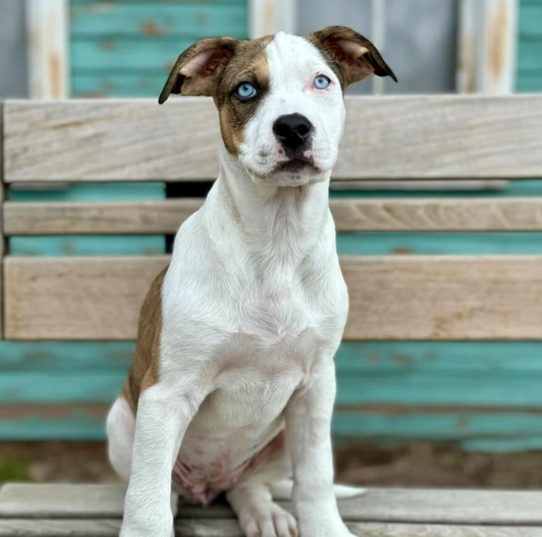 Enlarge April, a ADOPTABLE mixed breed in Mead, CO image 1/2