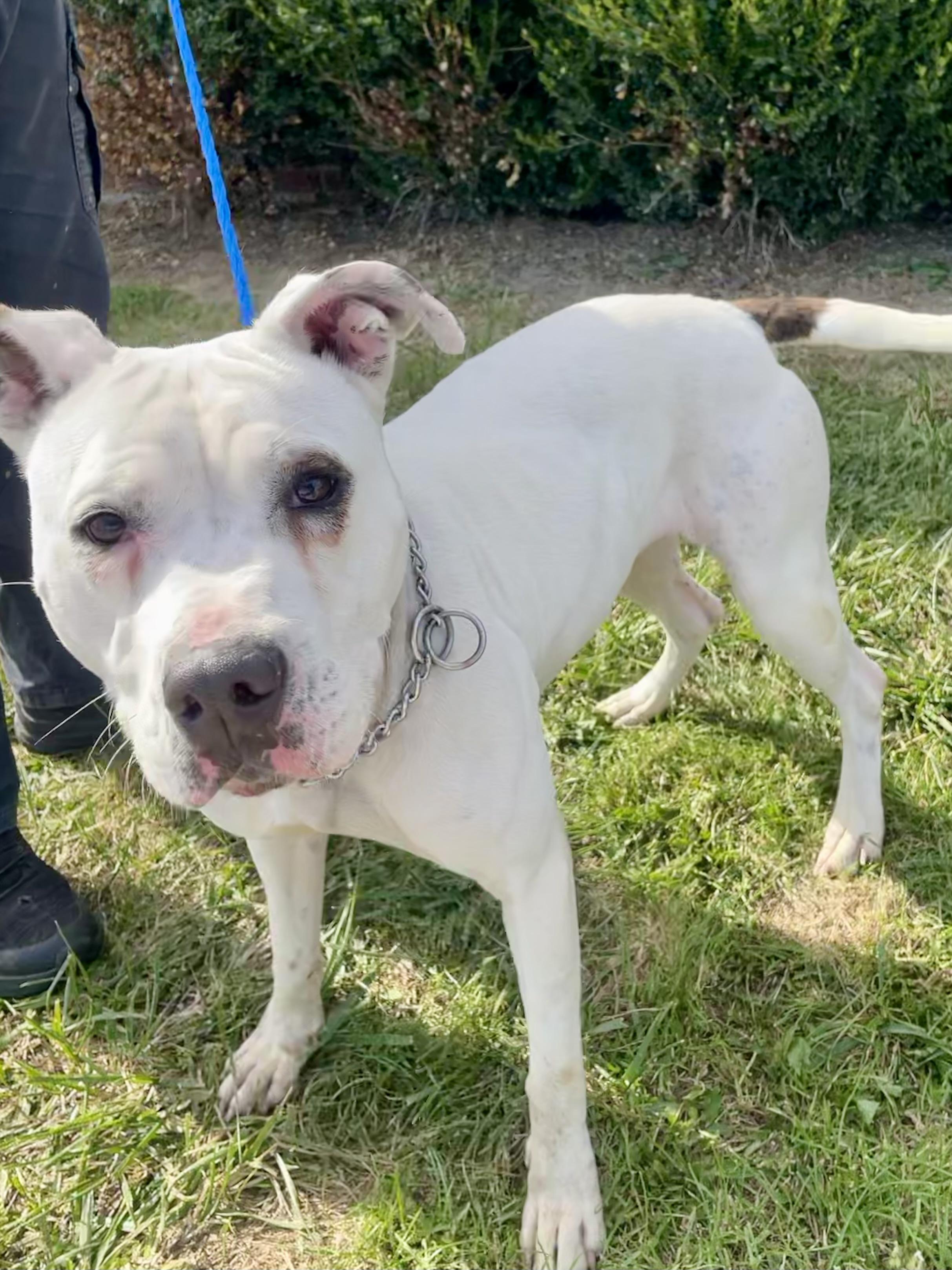 Enlarge Hidy, a ADOPTABLE Pit Bull Terrier in Washington Court House, OH image 3/4